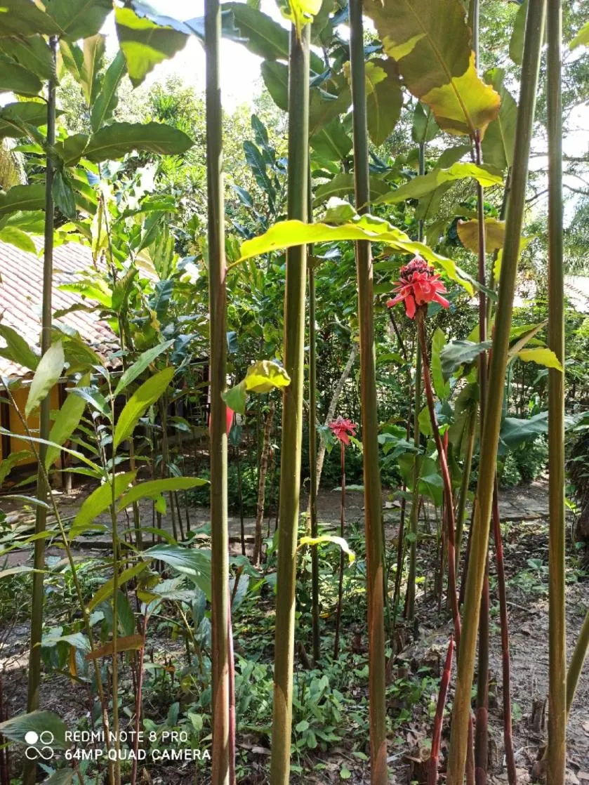 Garden in Pousada Horizonte Azul
