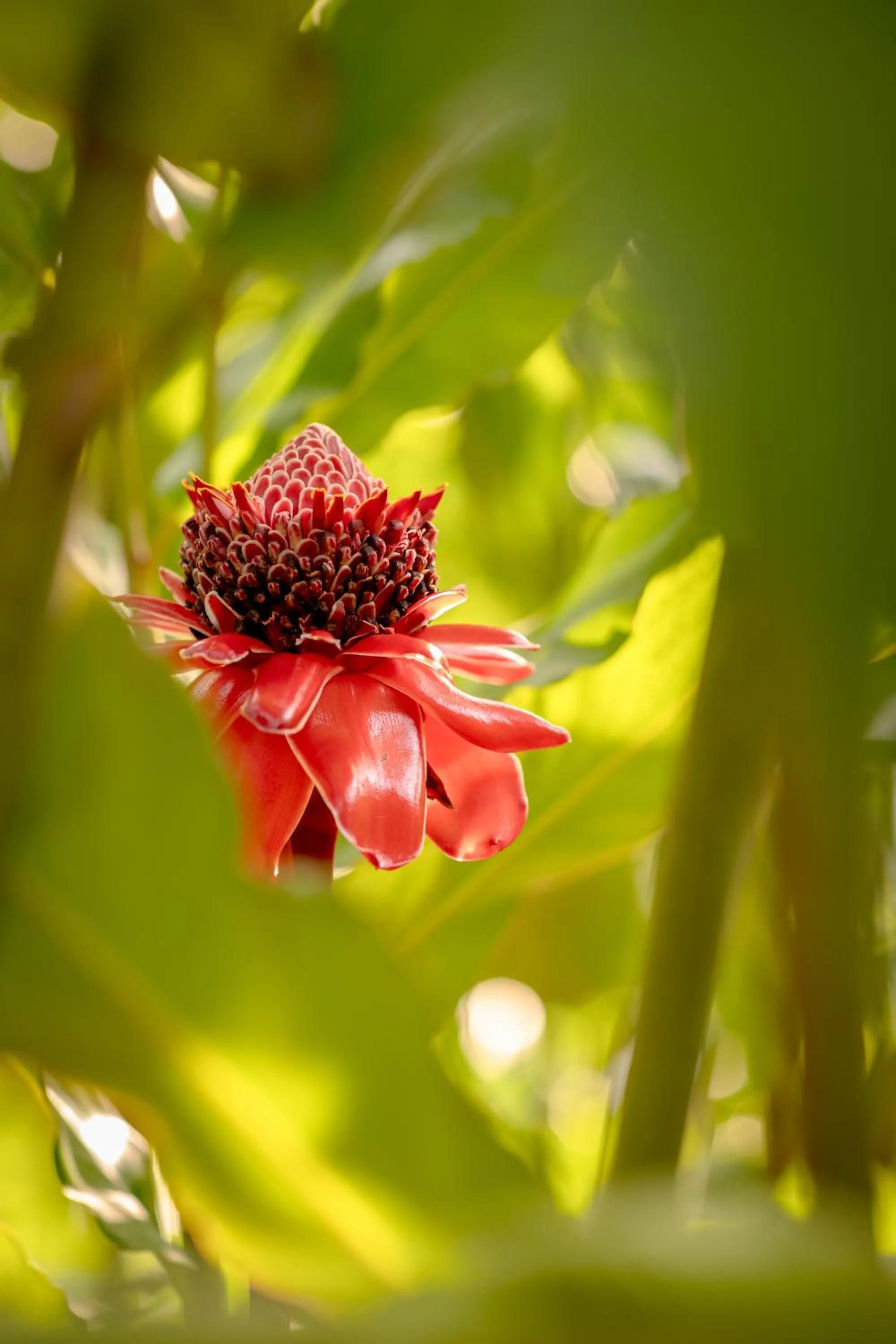 Garden in Pousada Horizonte Azul