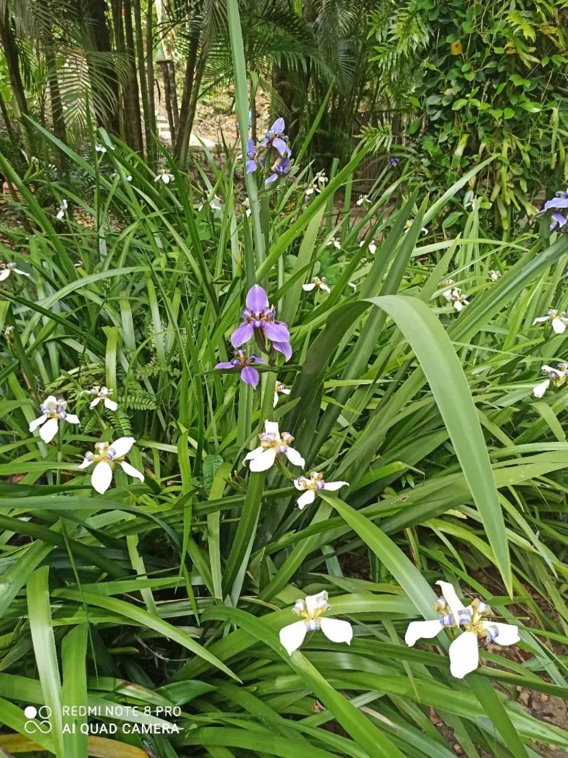 Spring in Pousada Horizonte Azul