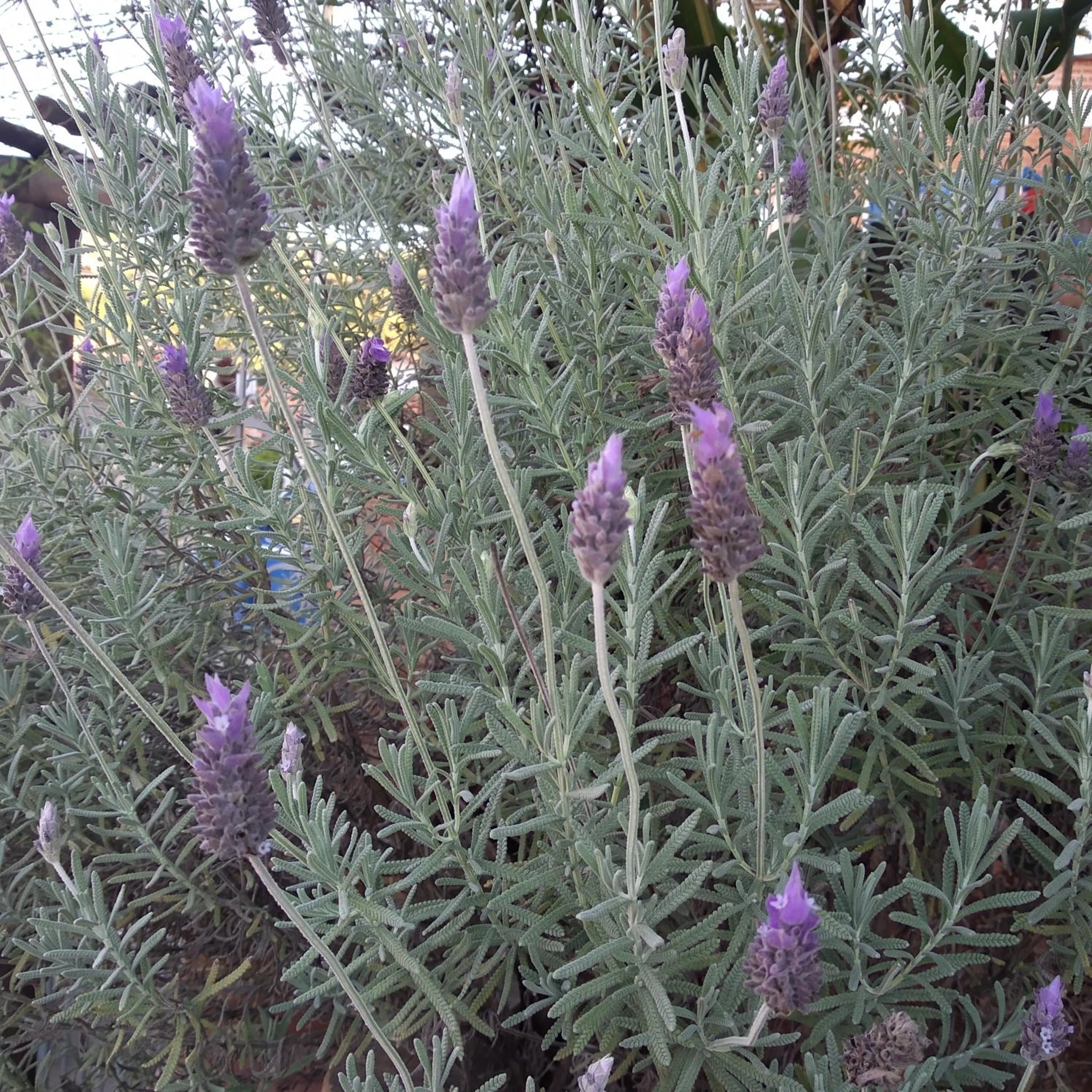 Garden in Pousada Natureza e Arte