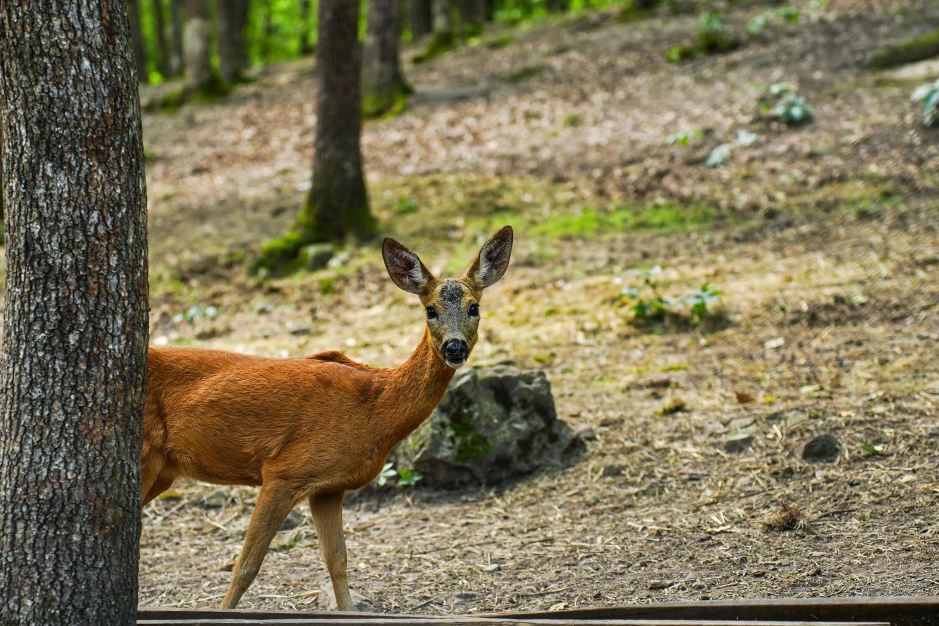 Animals in Gazelle Resort & Spa