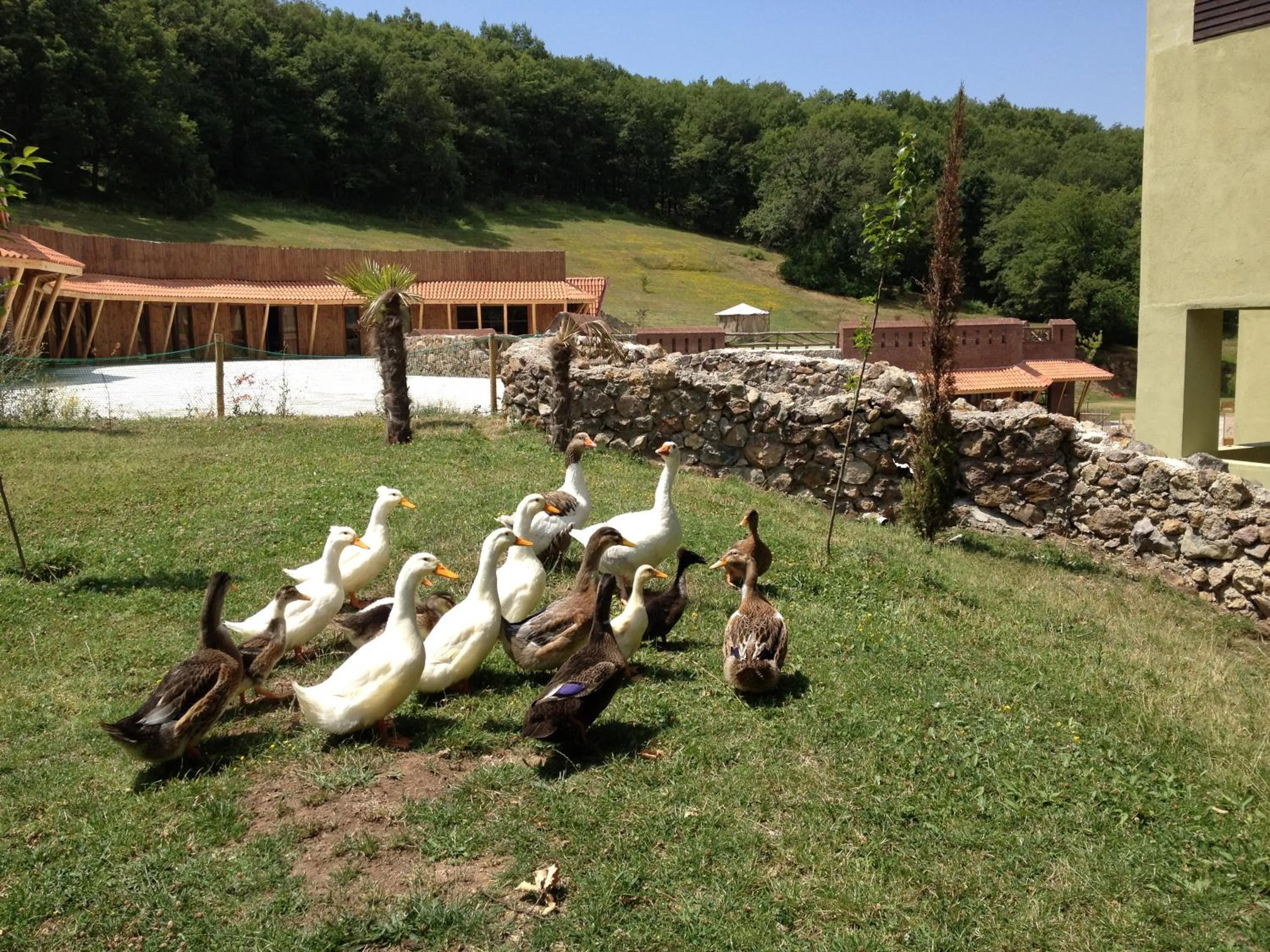 Animals in Gazelle Resort & Spa