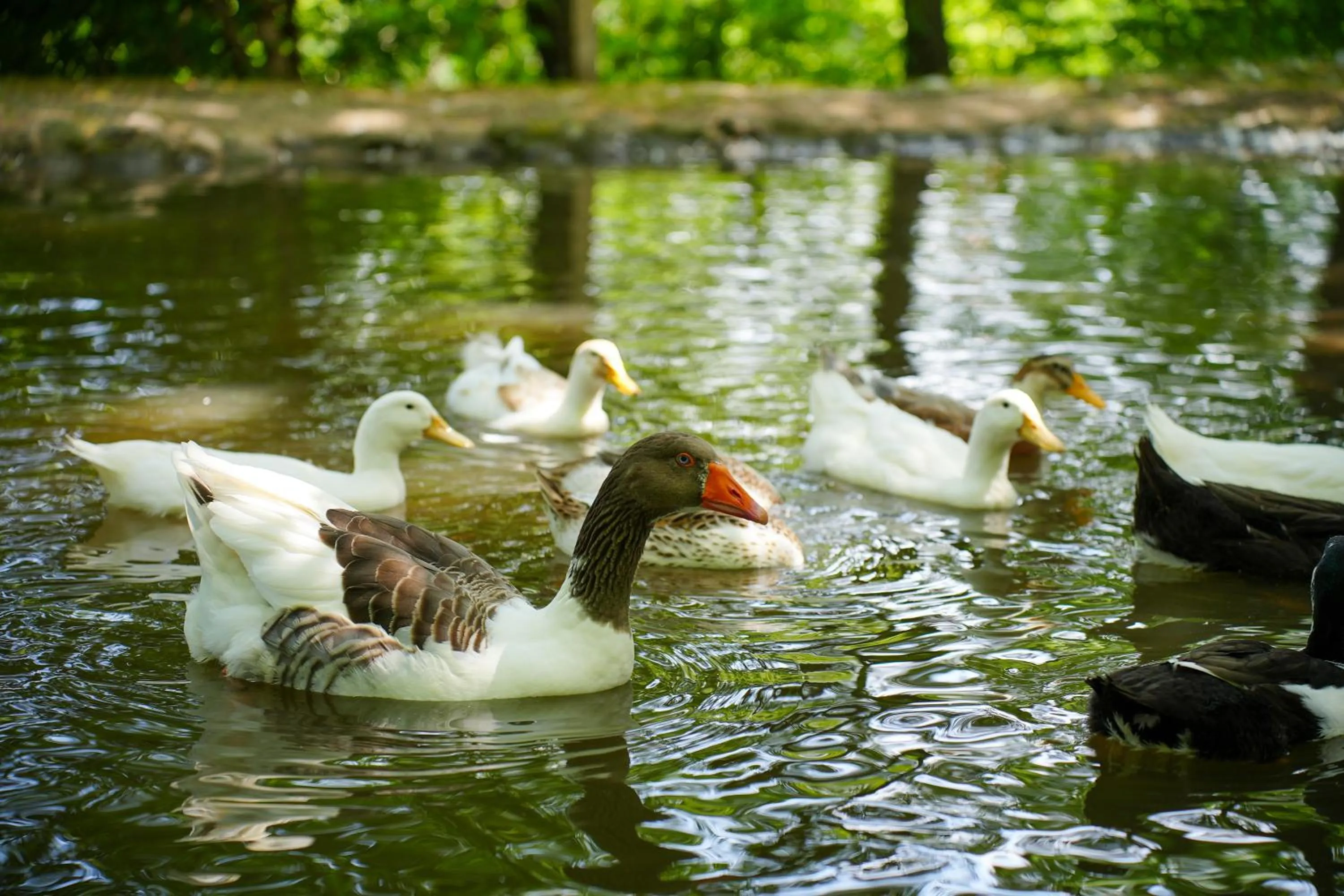 Animals in Gazelle Resort & Spa