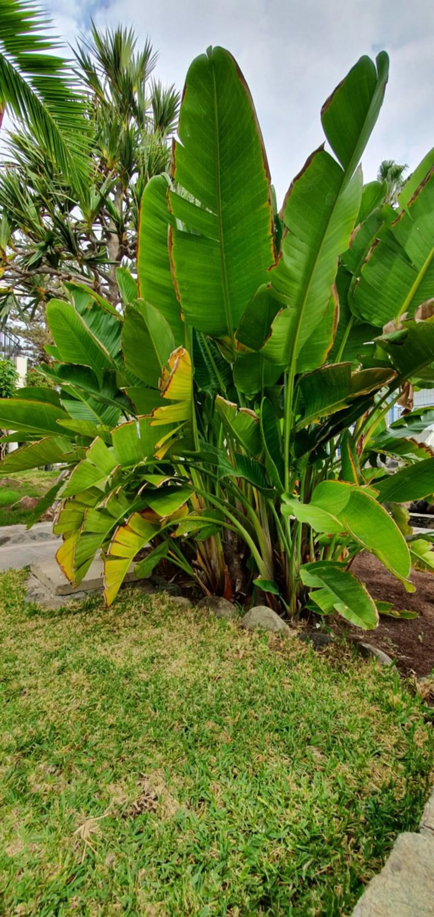 Garden in Apartamentos Casas Carmen - Adults Only