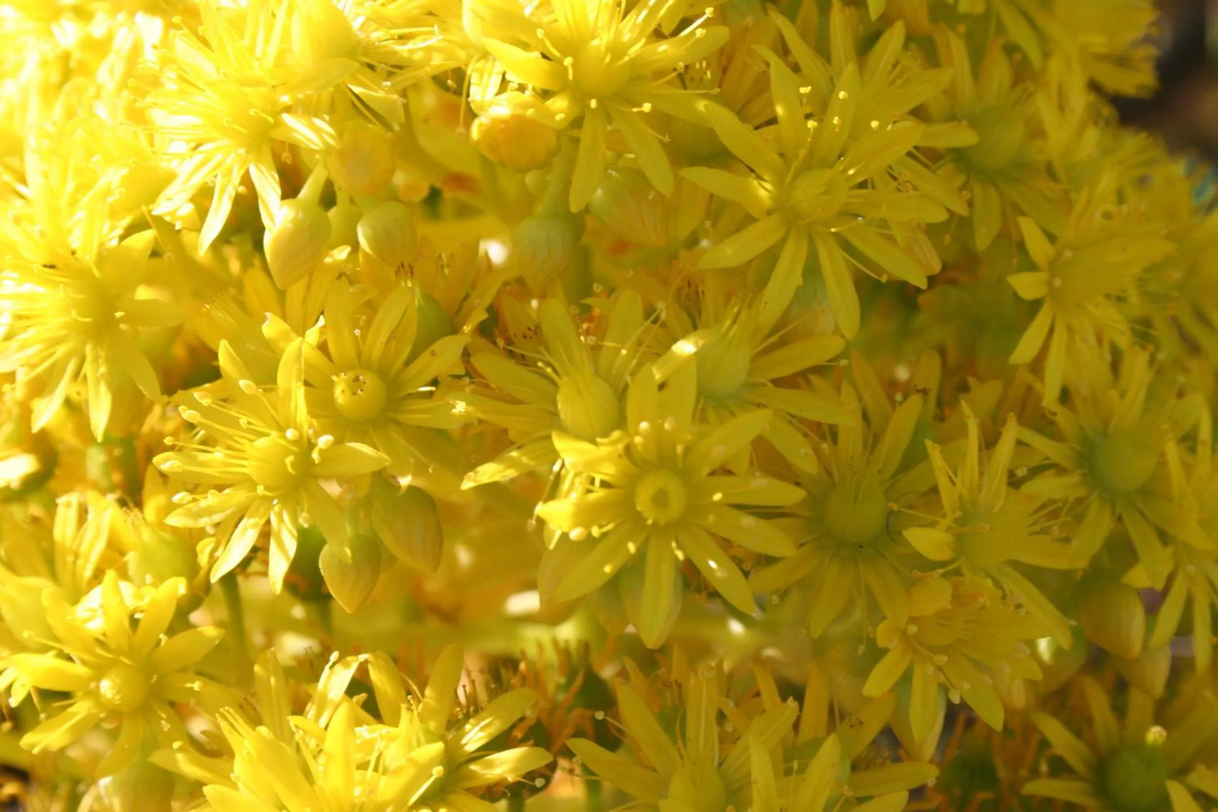 Garden in La Almendra y El Gitano