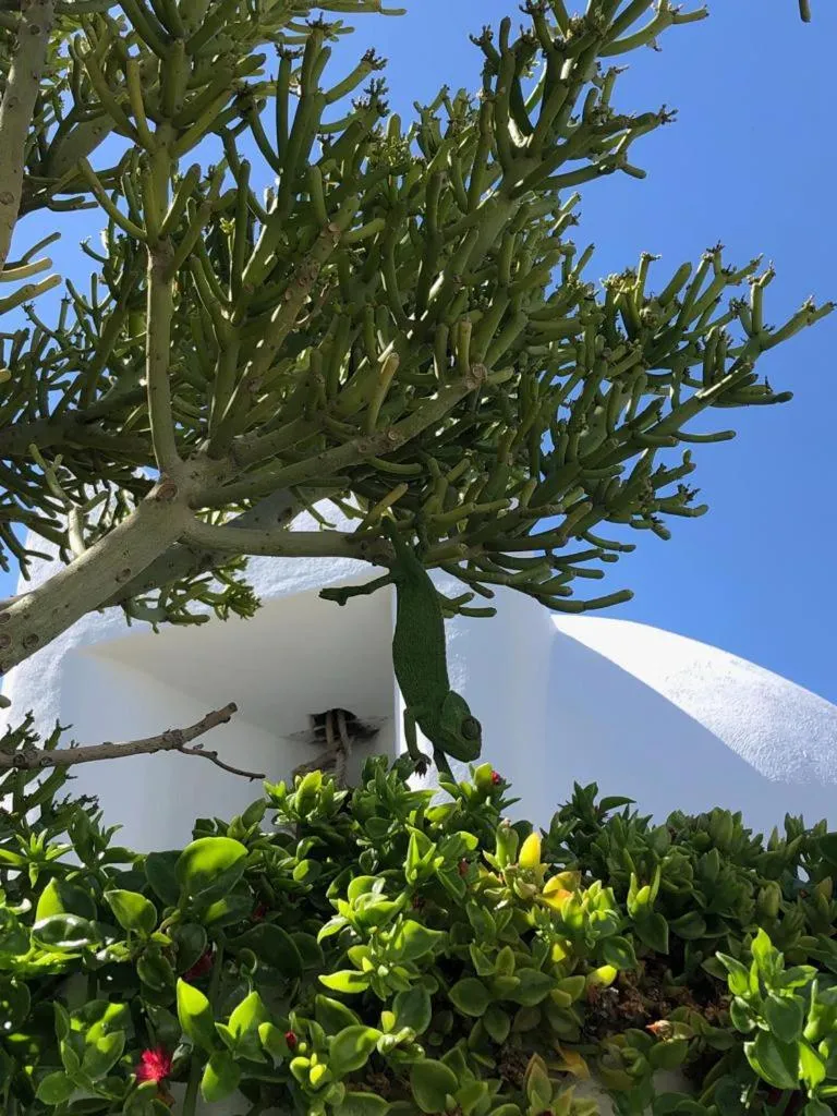 Garden in La Almendra y El Gitano