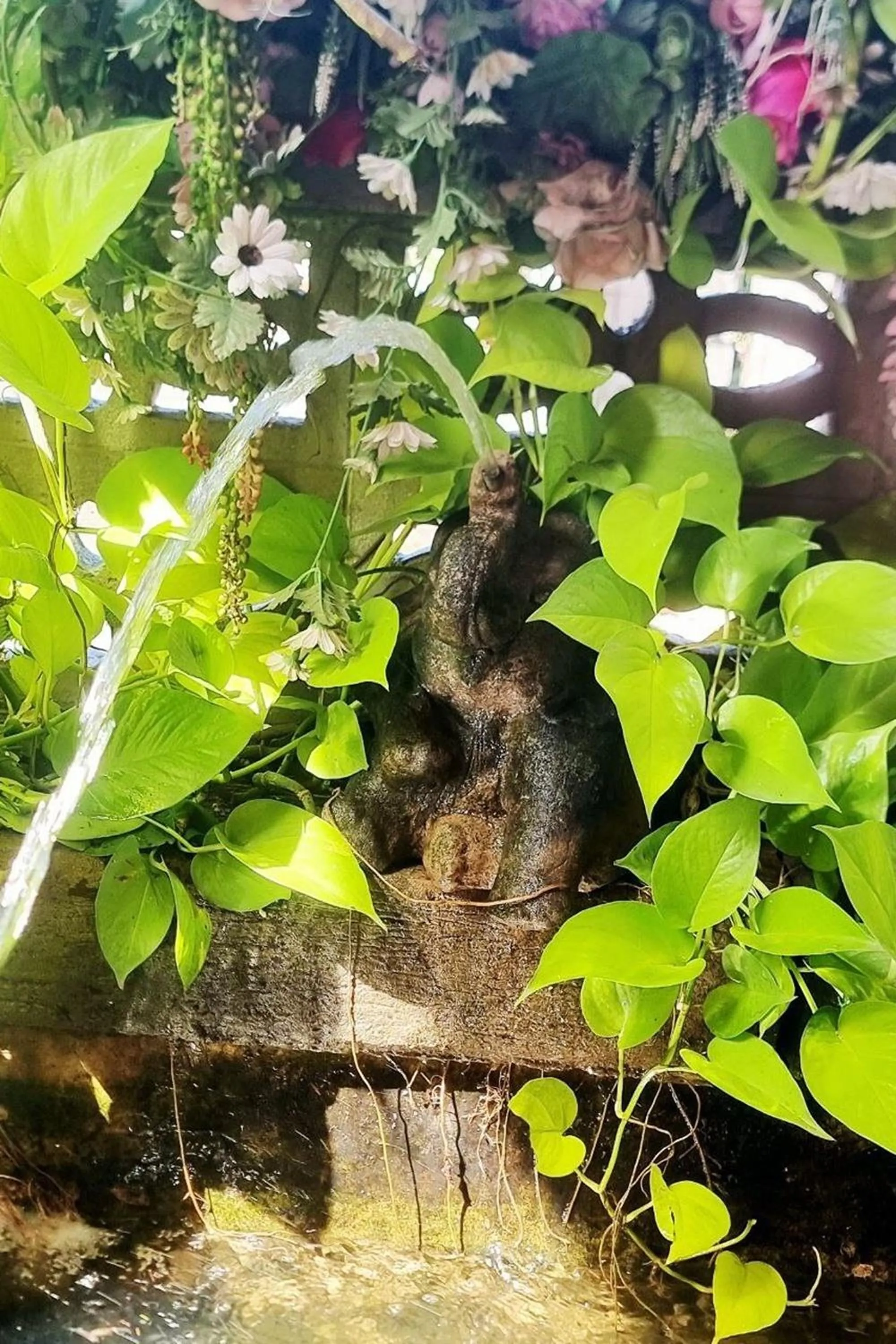 Garden in Chat House Chiang Rai