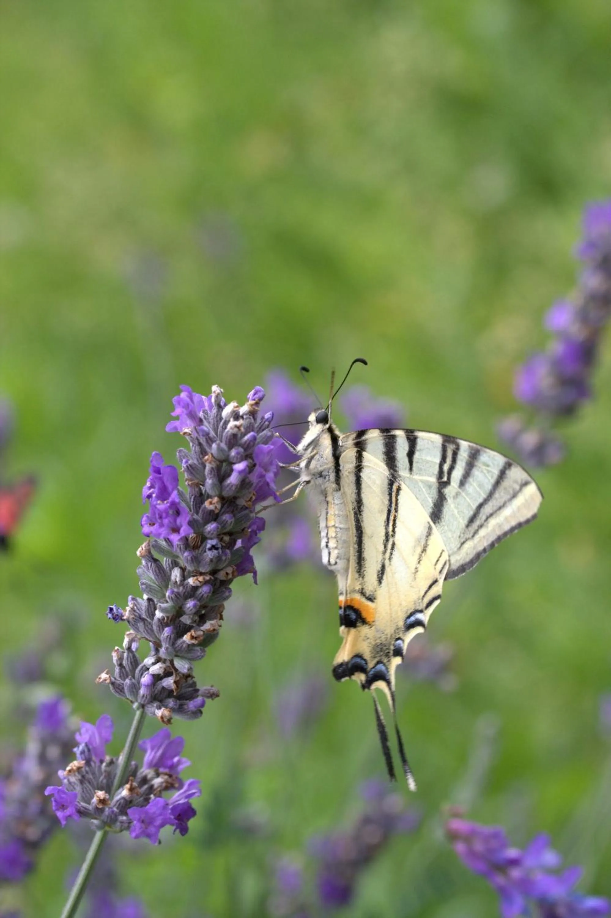 Animals in Agriturismo Ai Castioni