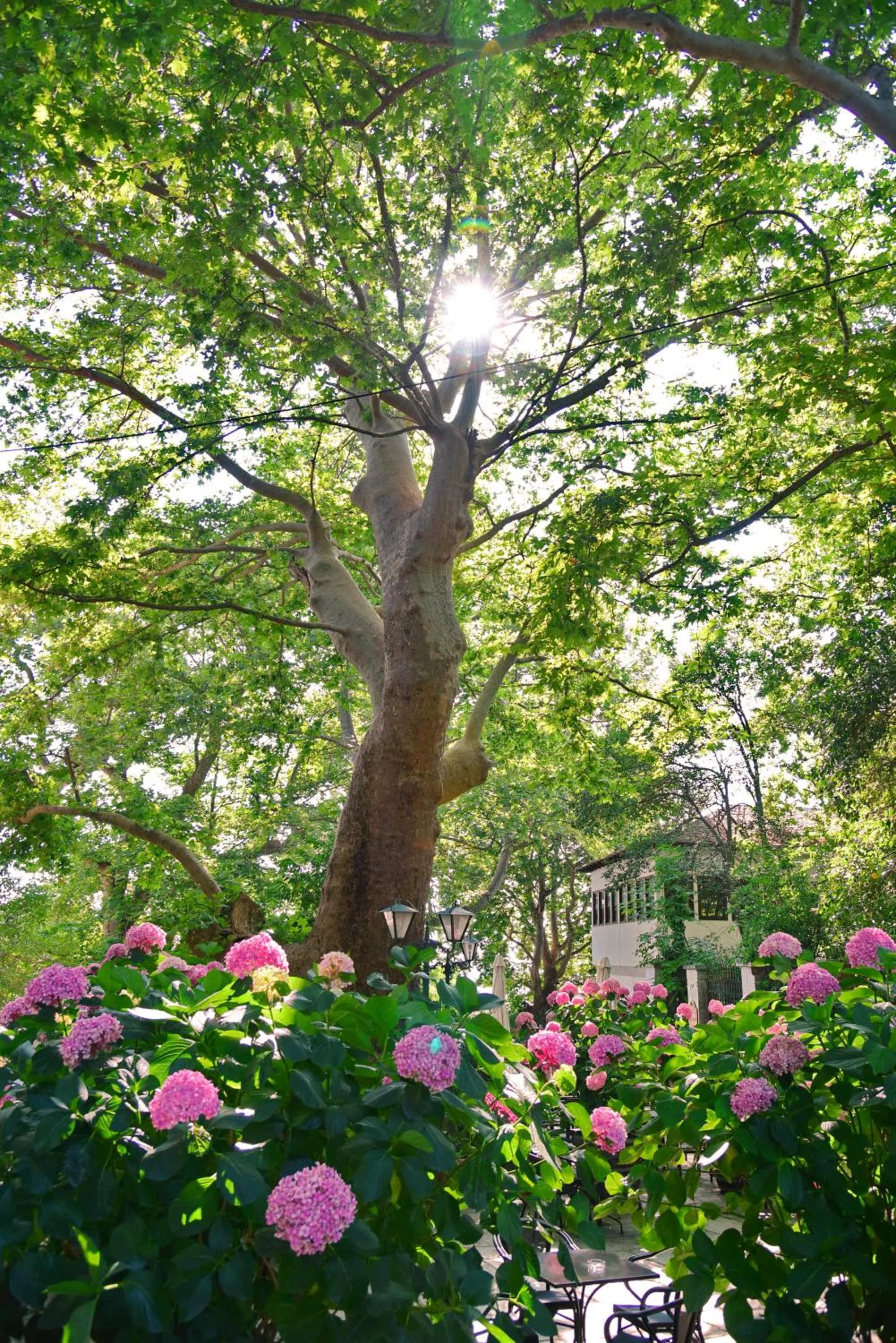 Garden in Hotel Filoxenia