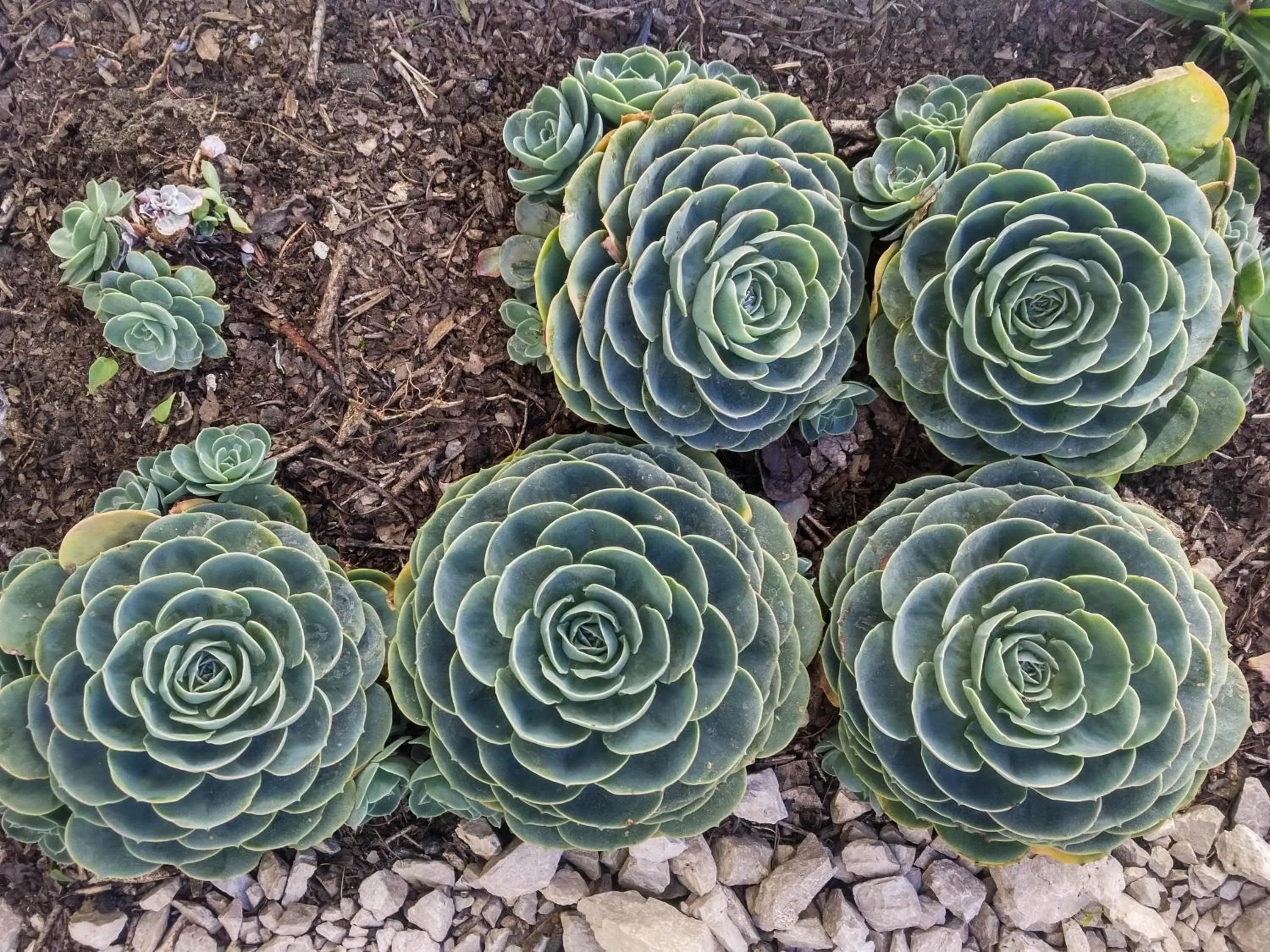 Garden in La Tozi Hotel