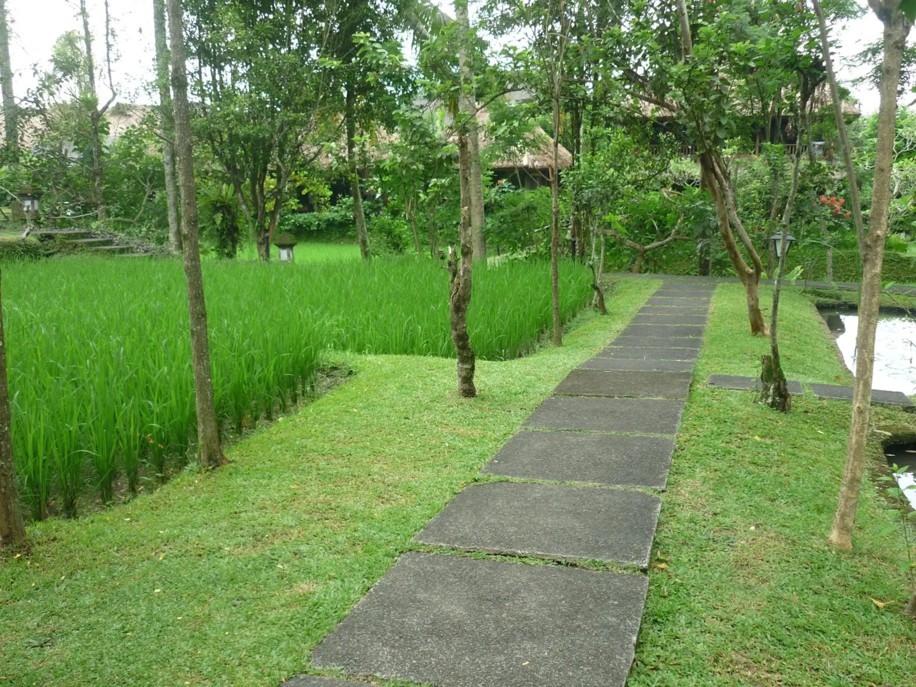 Garden in Ananda Ubud Resort