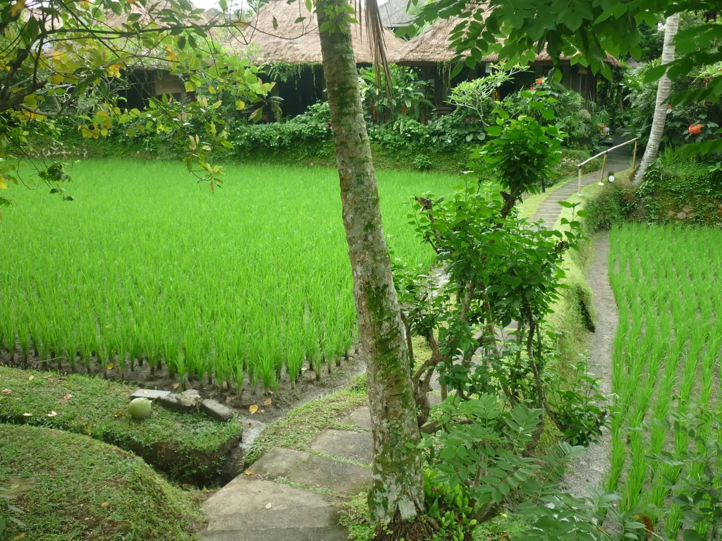 Garden in Ananda Ubud Resort