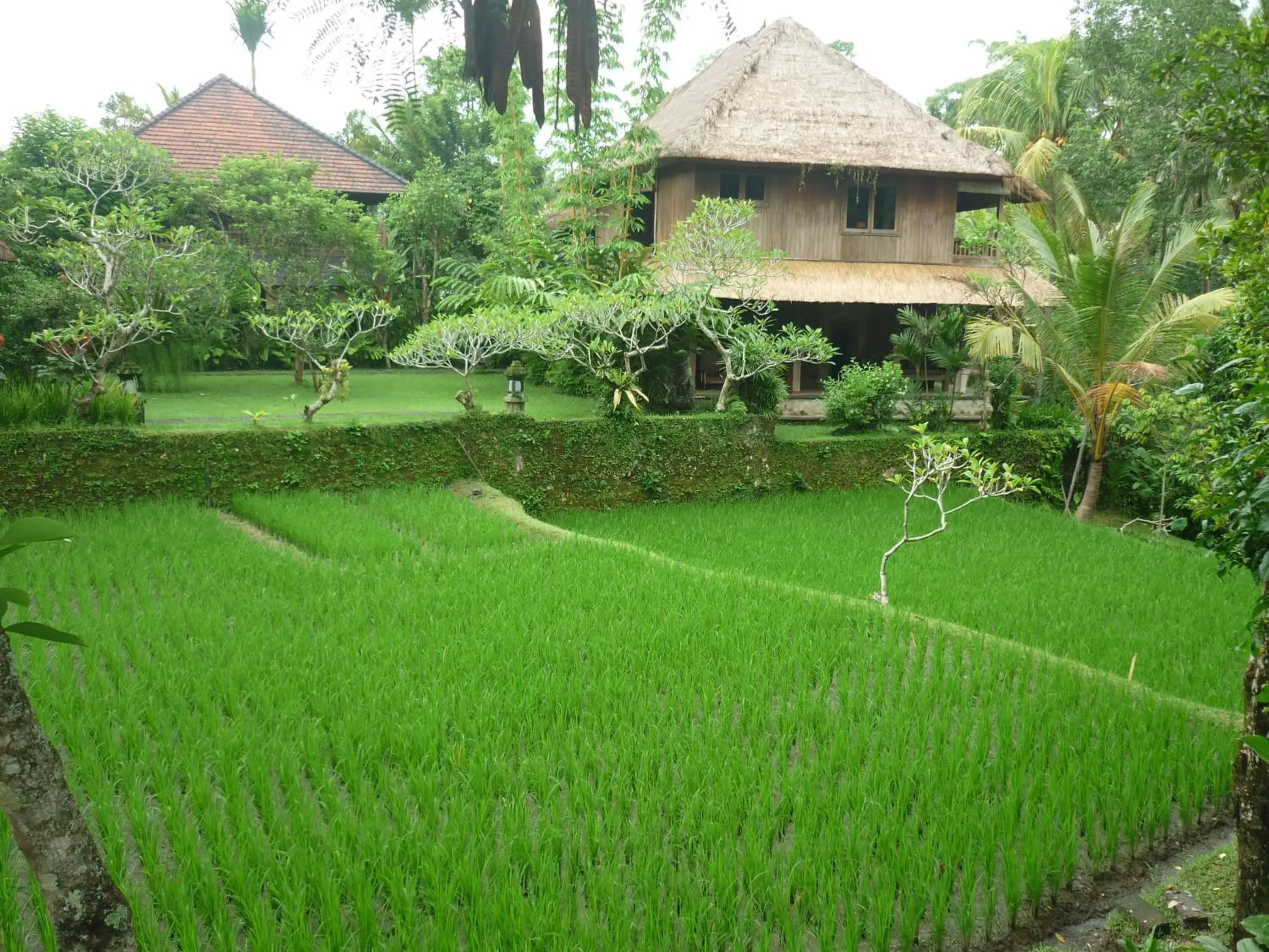 Garden in Ananda Ubud Resort