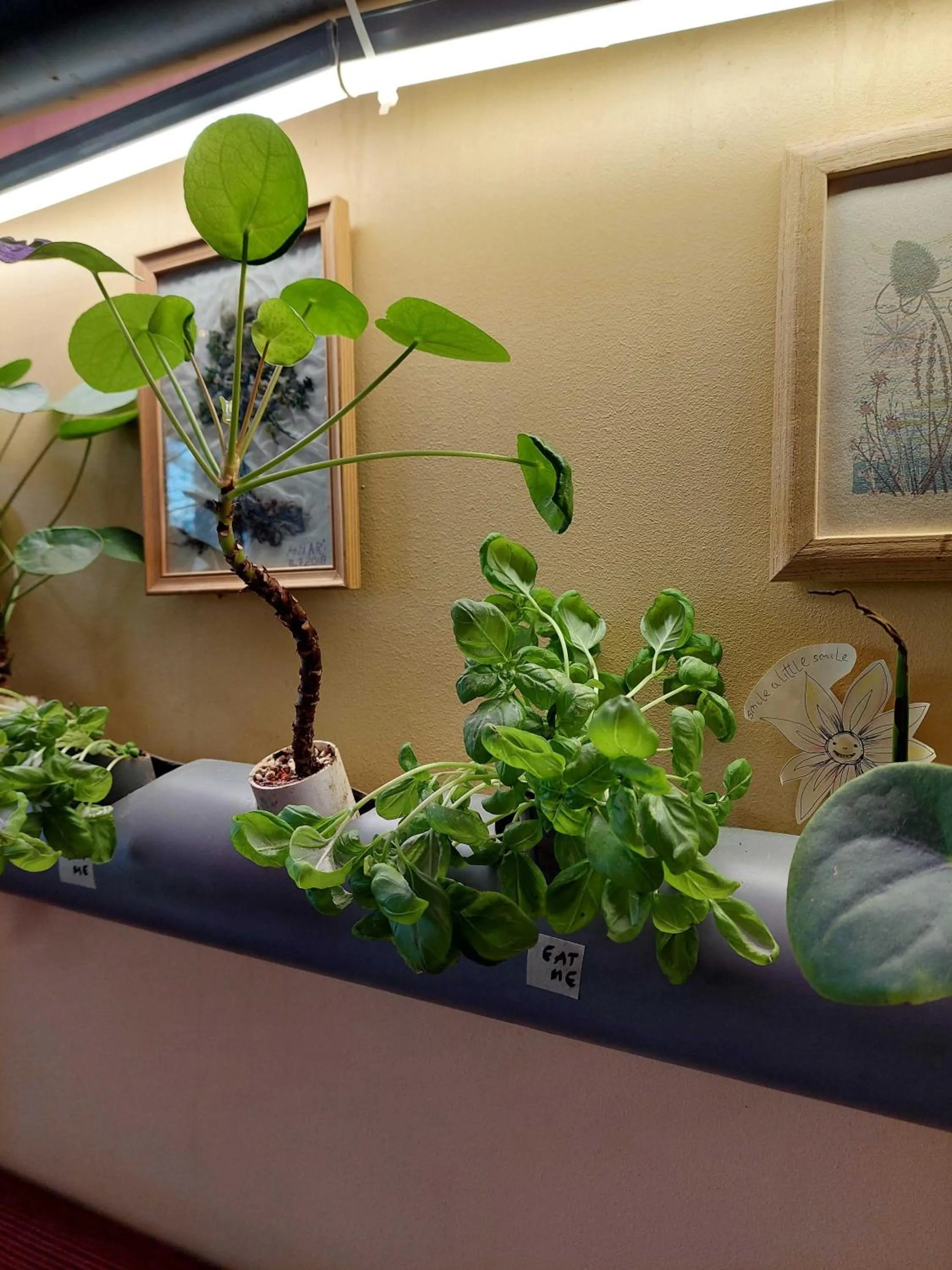 Garden in Looming Hostel