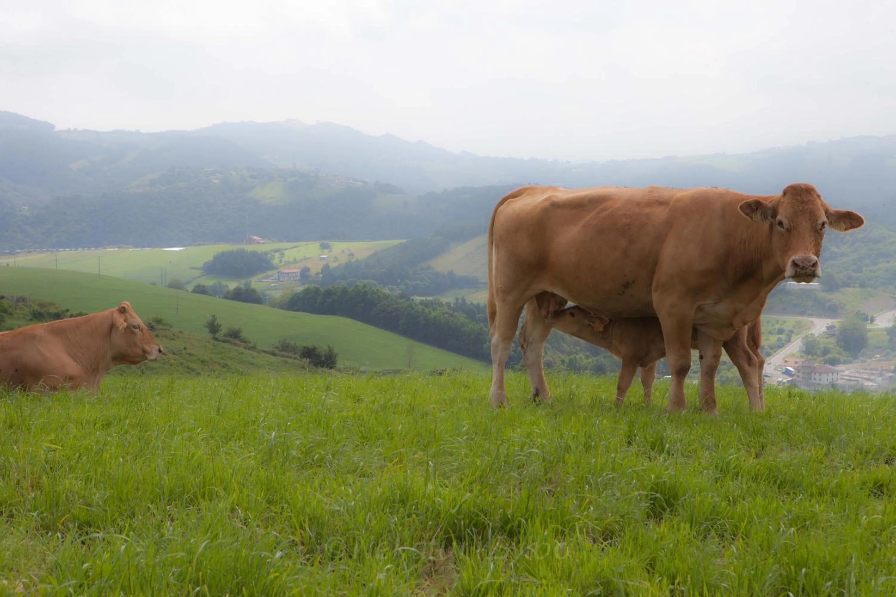 Animals in Endaneta Berri