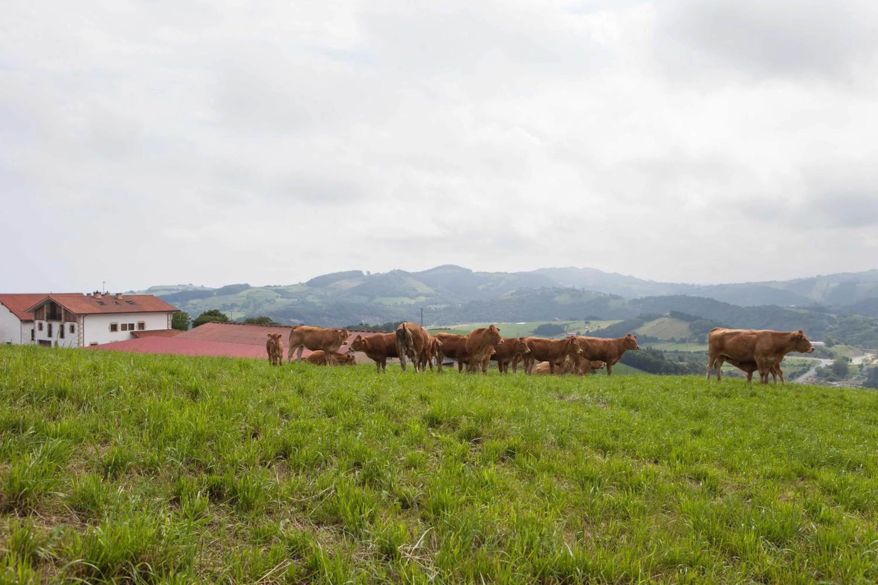 Animals in Endaneta Berri