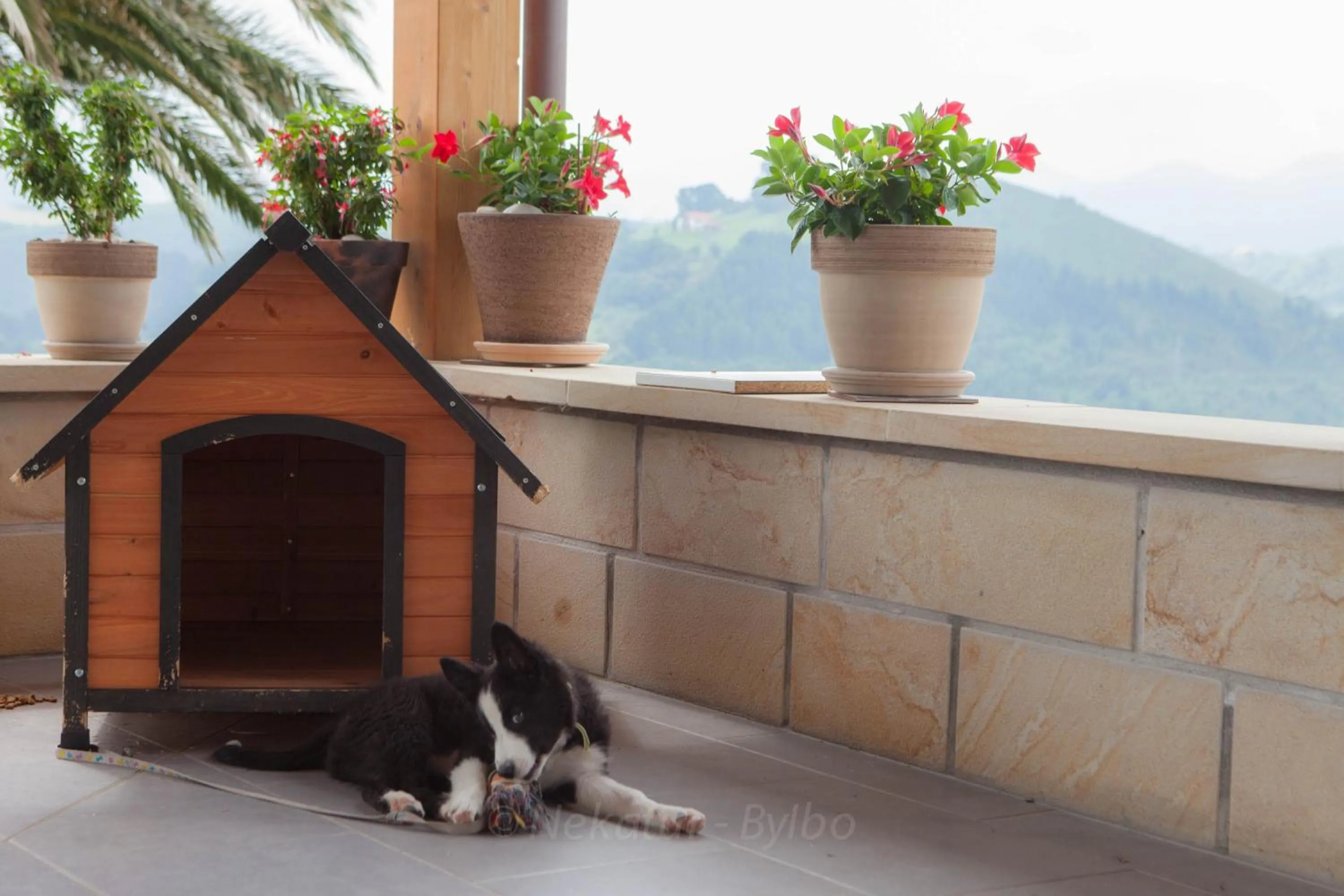 Pets in Endaneta Berri