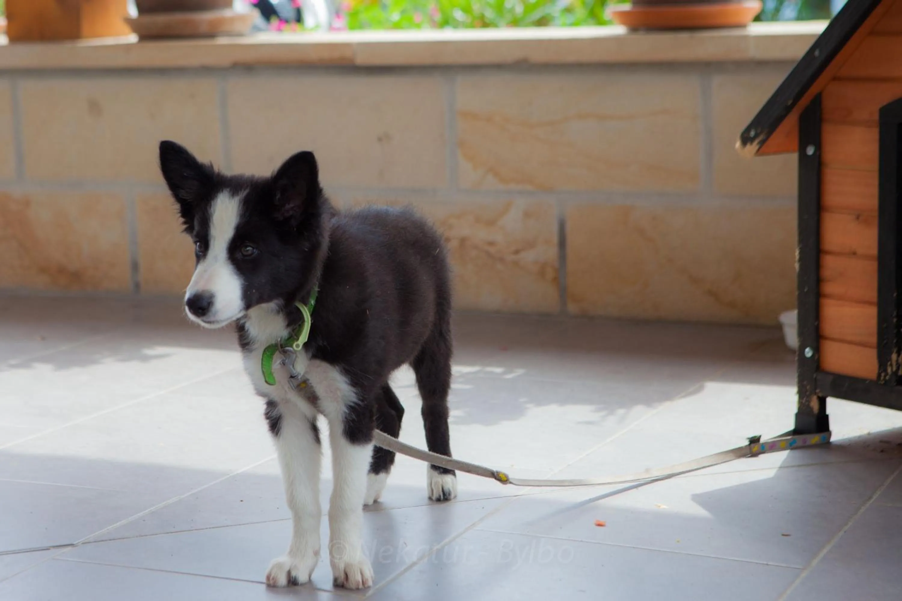 Pets in Endaneta Berri