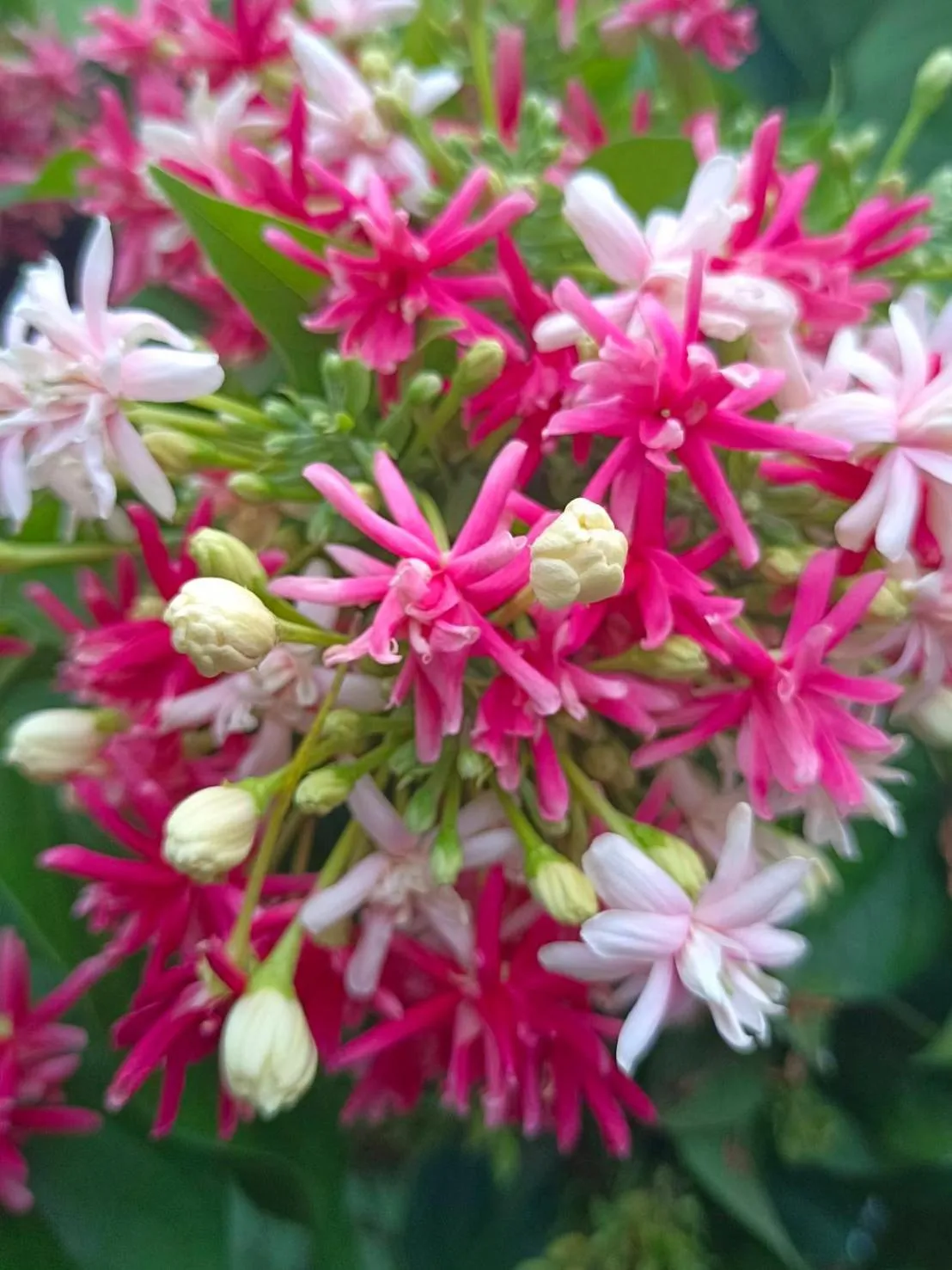 Photo of the whole room in Phannarai House