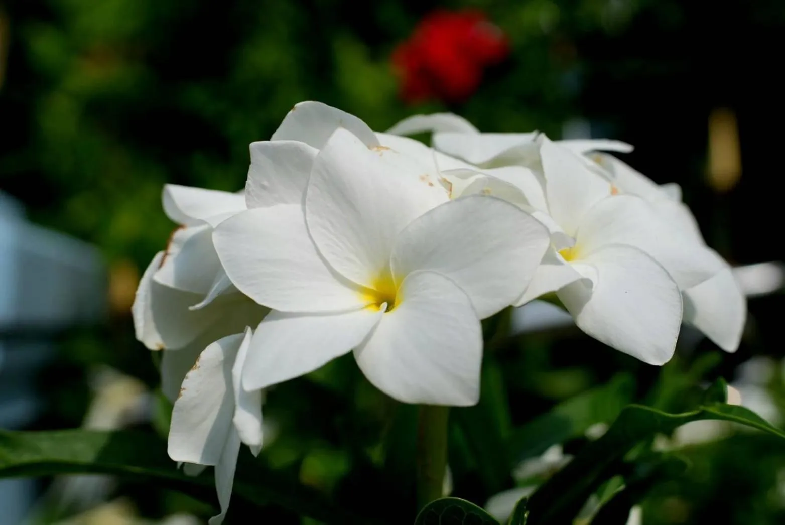 Garden in Phannarai House