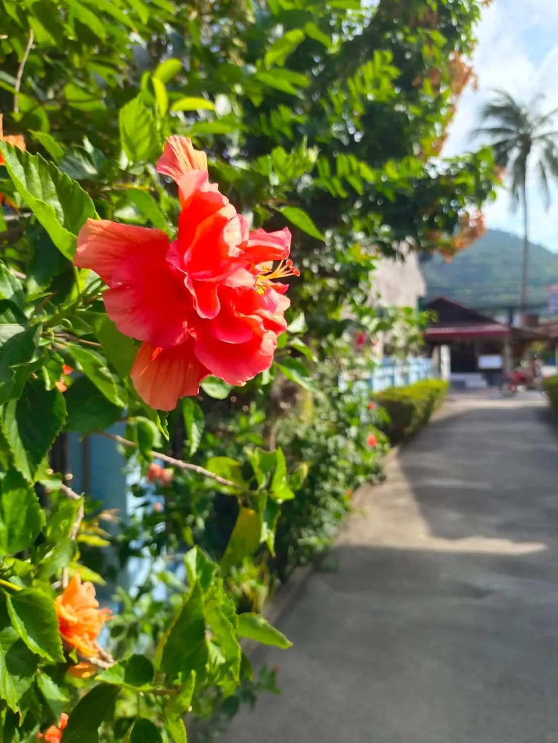 Garden view in Phannarai House