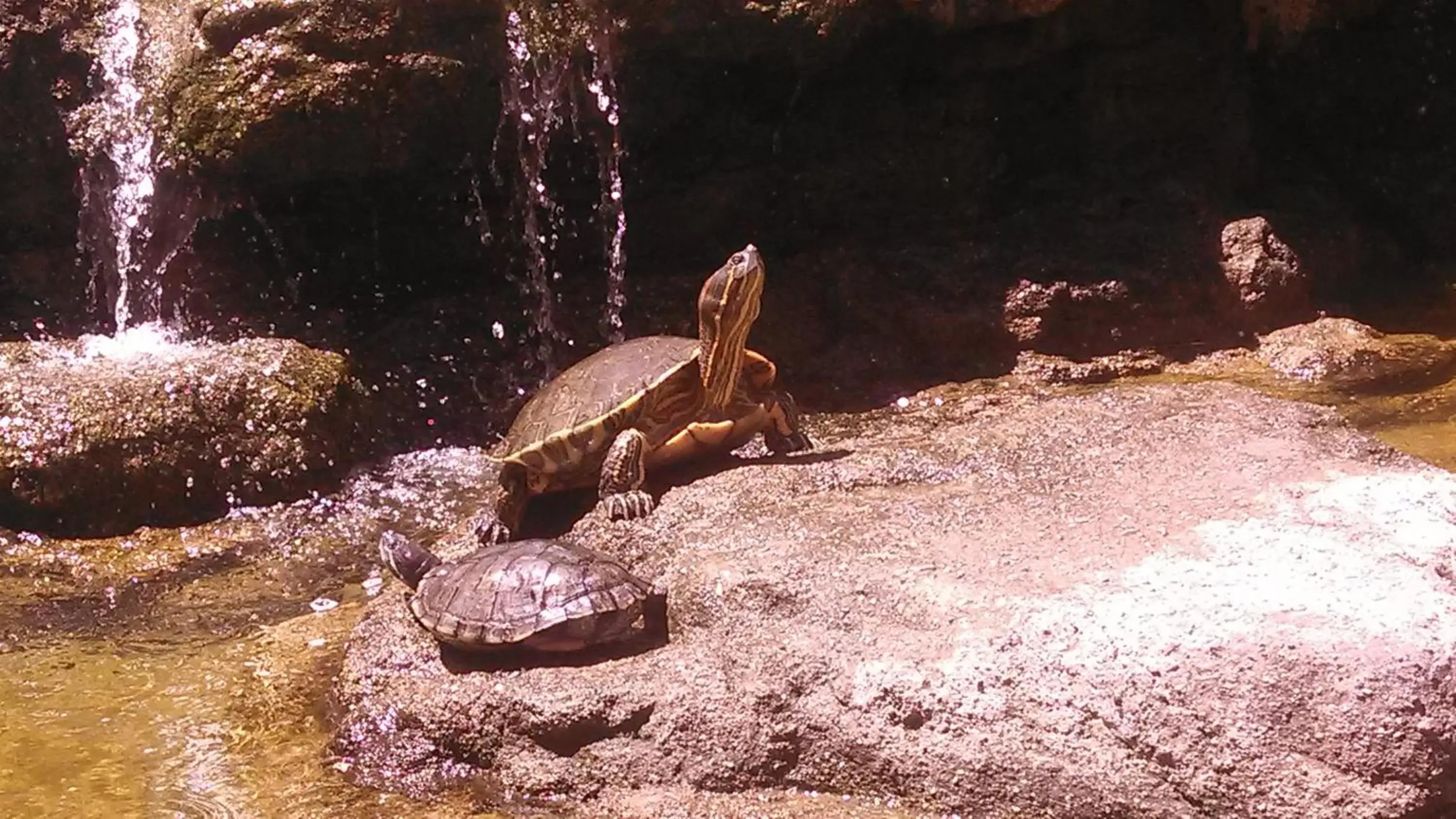 Garden, Other Animals in Tropicana Hotel Puerto Vallarta