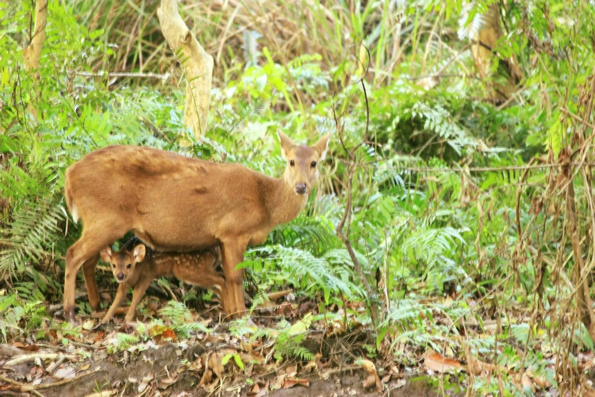 Nature Hunt Eco Camp