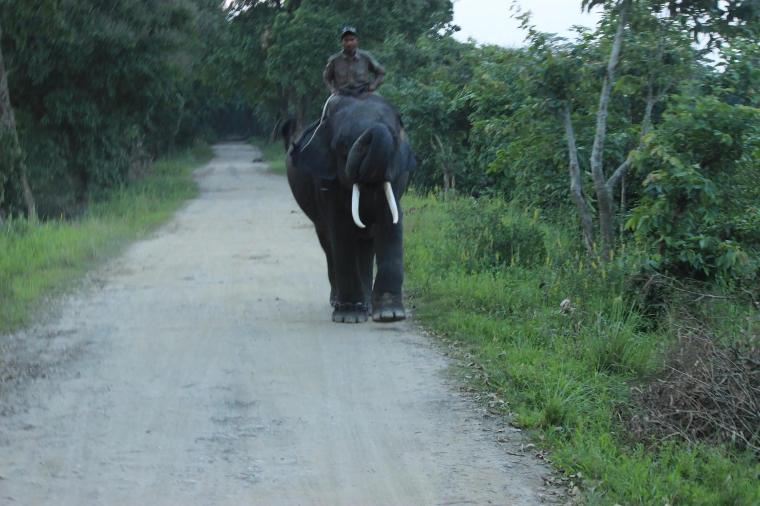 Nature Hunt Eco Camp