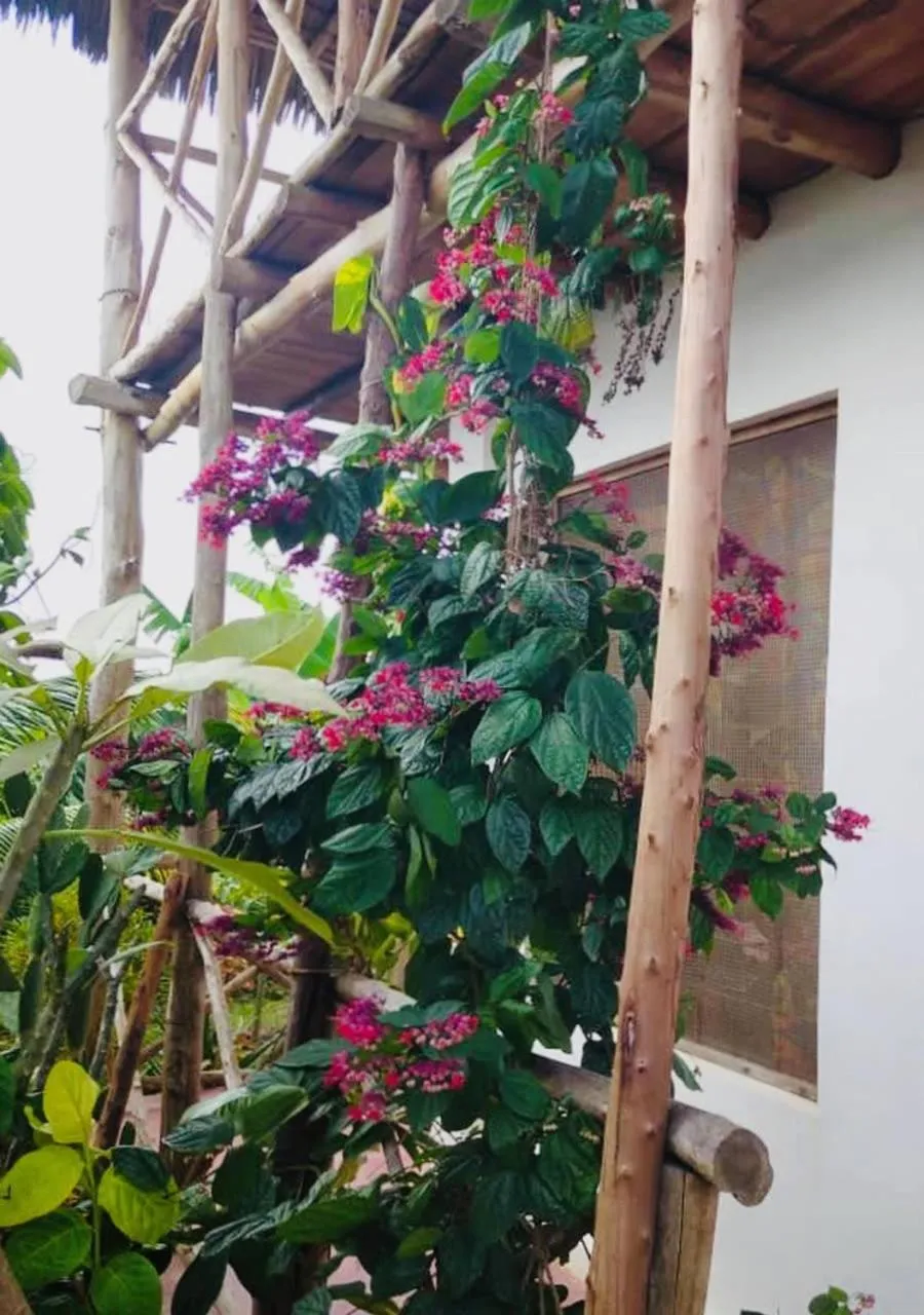 Garden in Kilimani House
