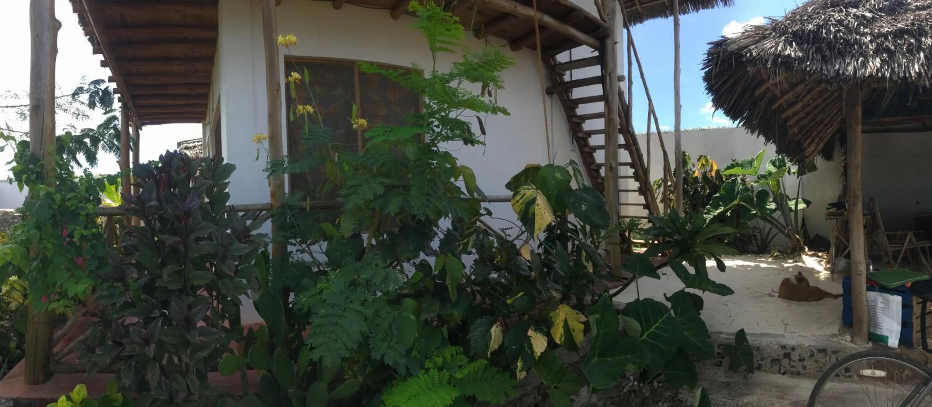 Garden in Kilimani House
