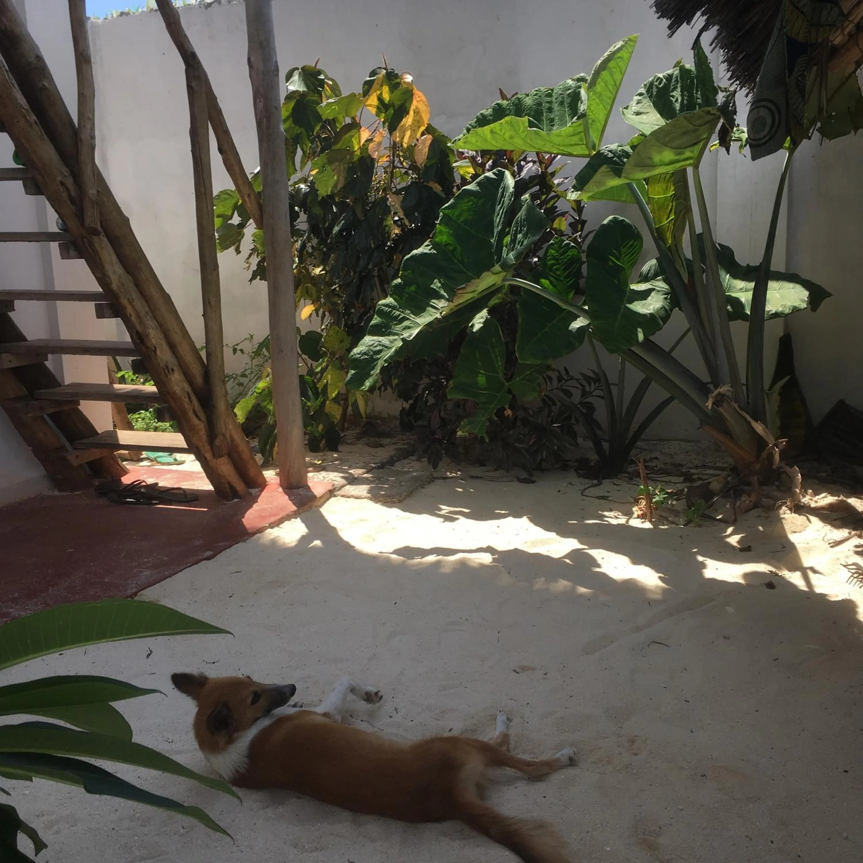 Pets in Kilimani House