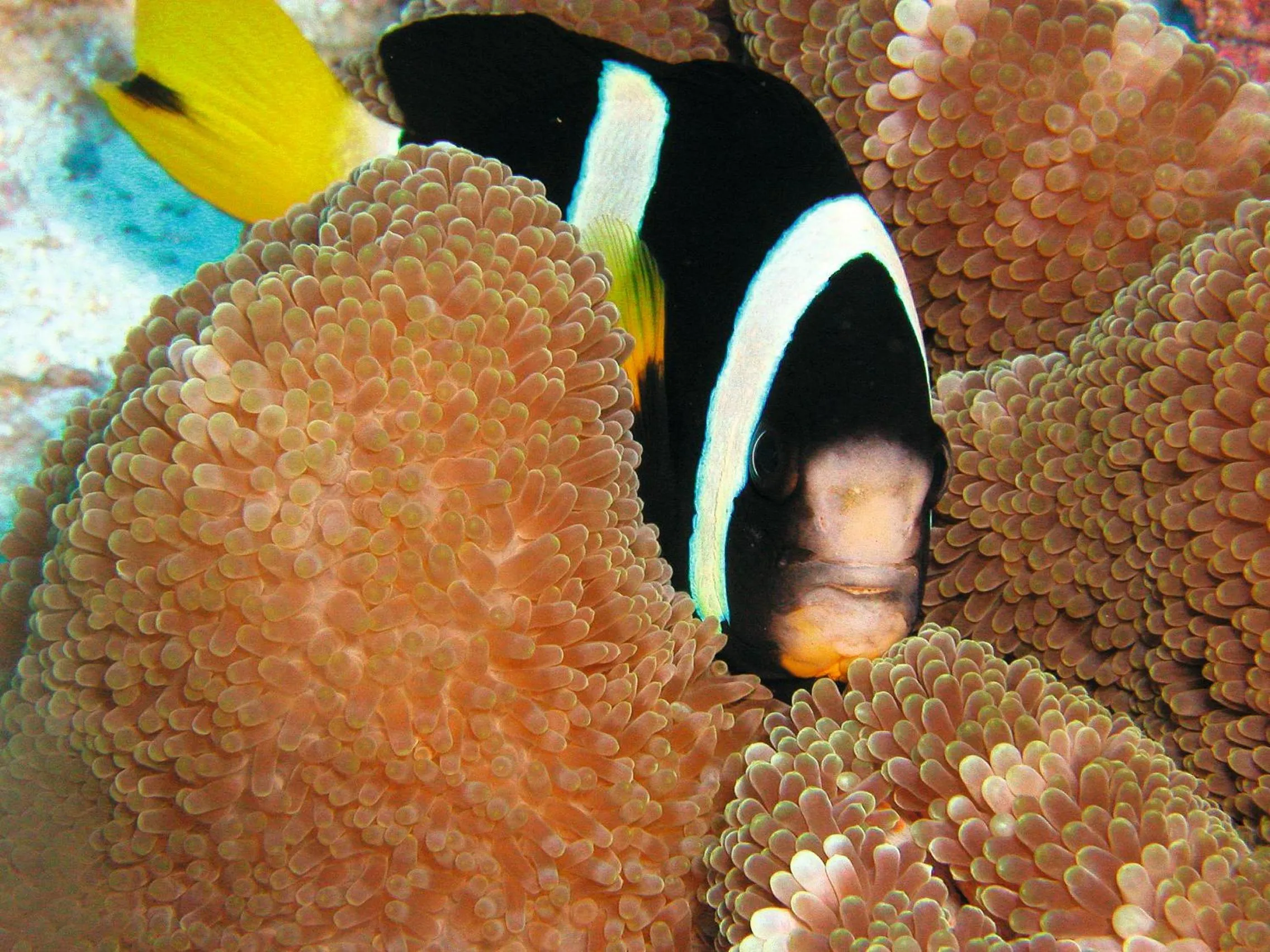 Diving in Constance Moofushi Maldives - All Inclusive