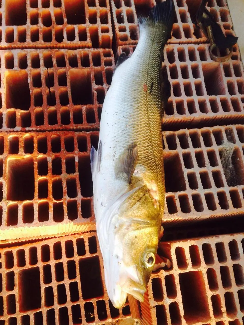 Fishing in Gunes tatil köyü