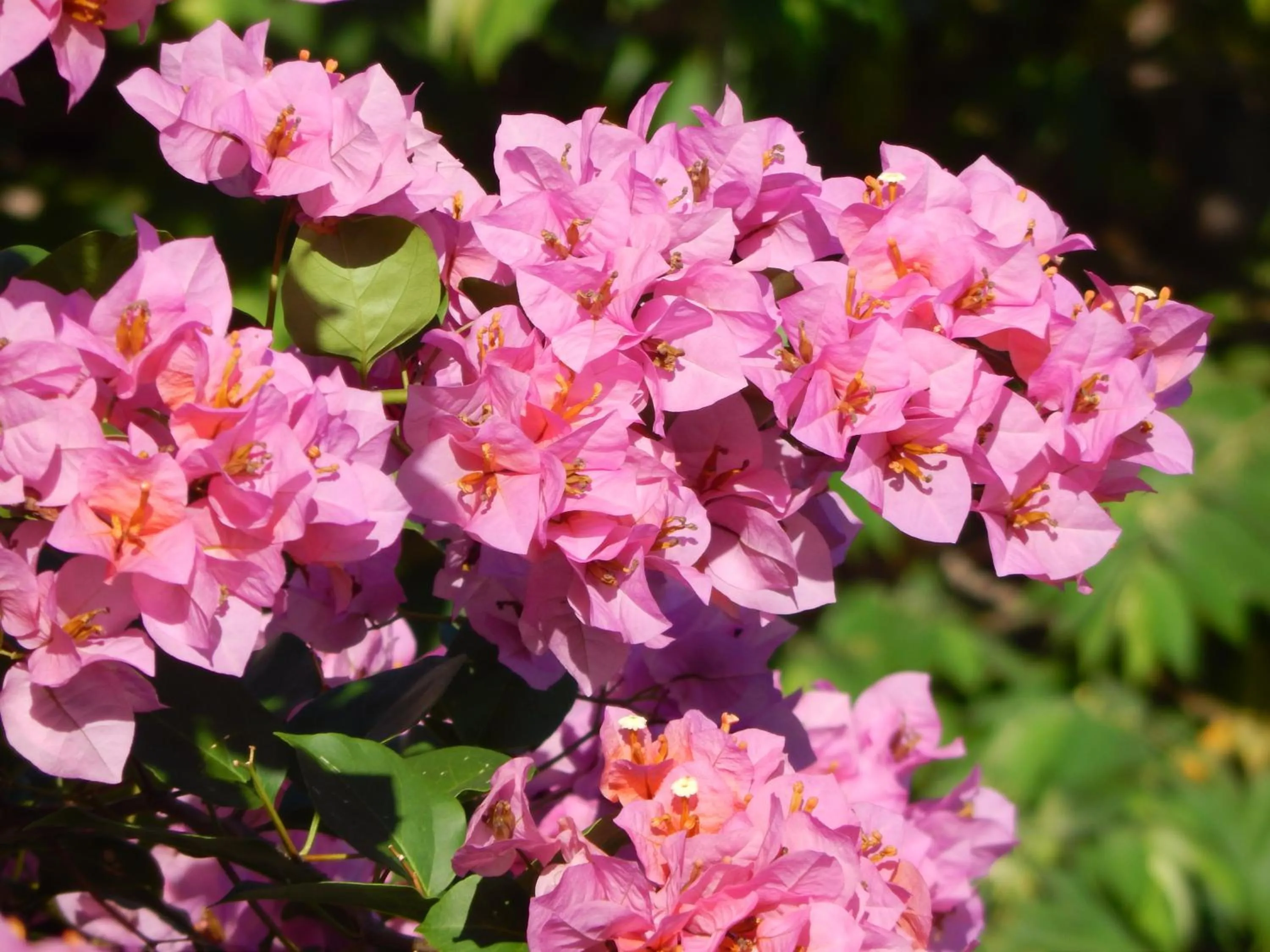 Other in Bohol Vantage Resort