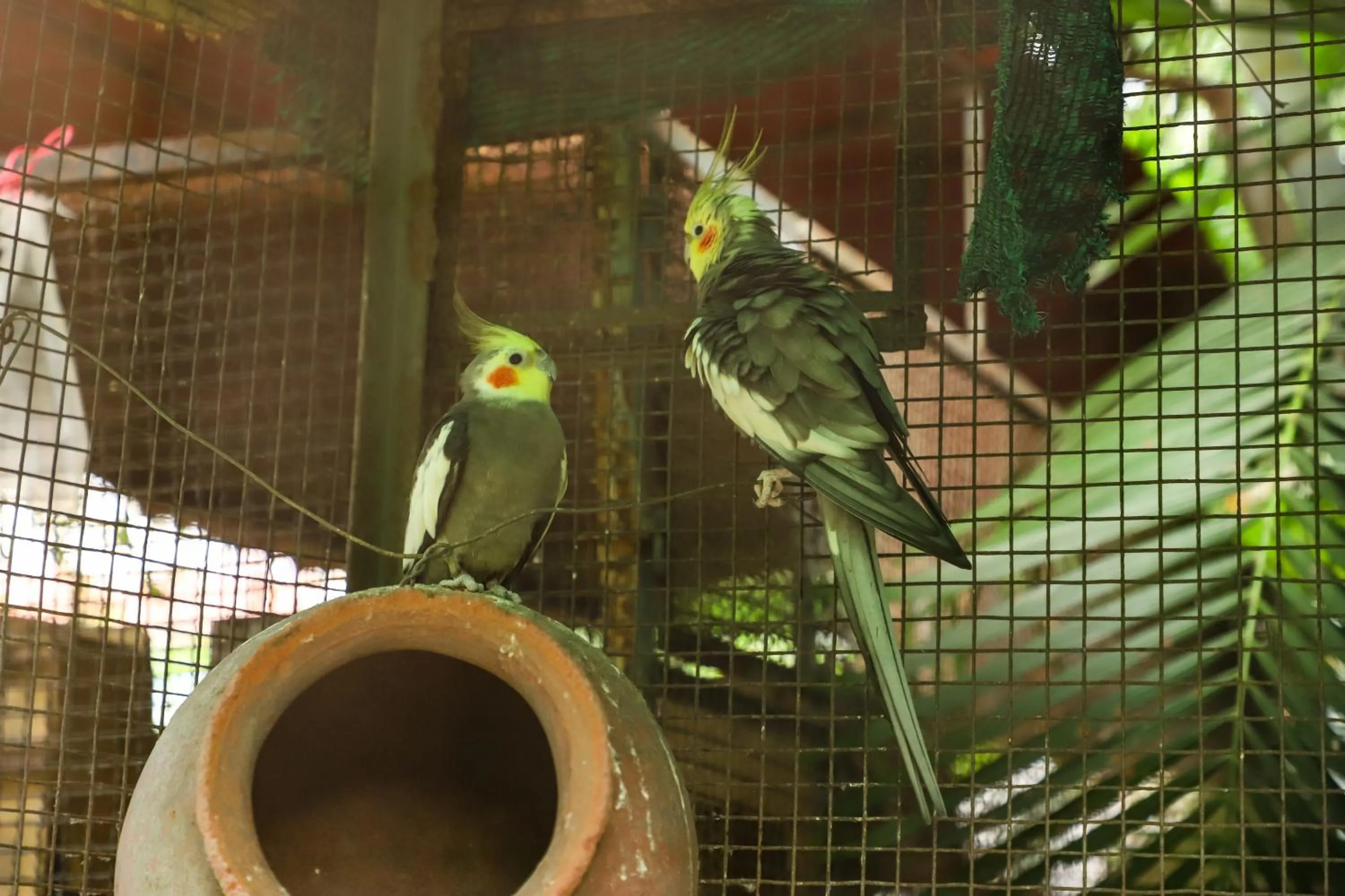 Pets in Sanidhya Beach Resort & Spa