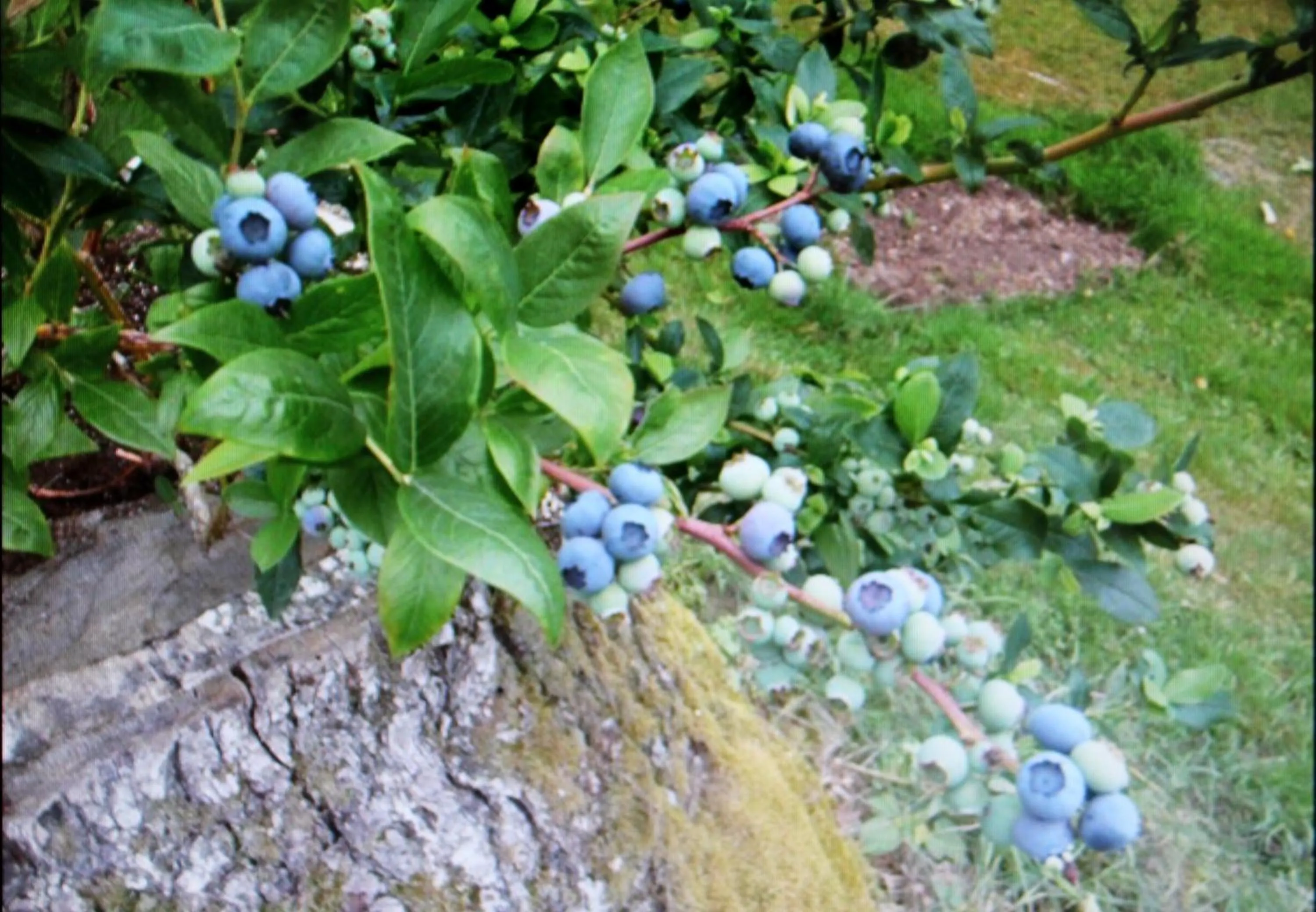 Natural landscape in Stordrågen