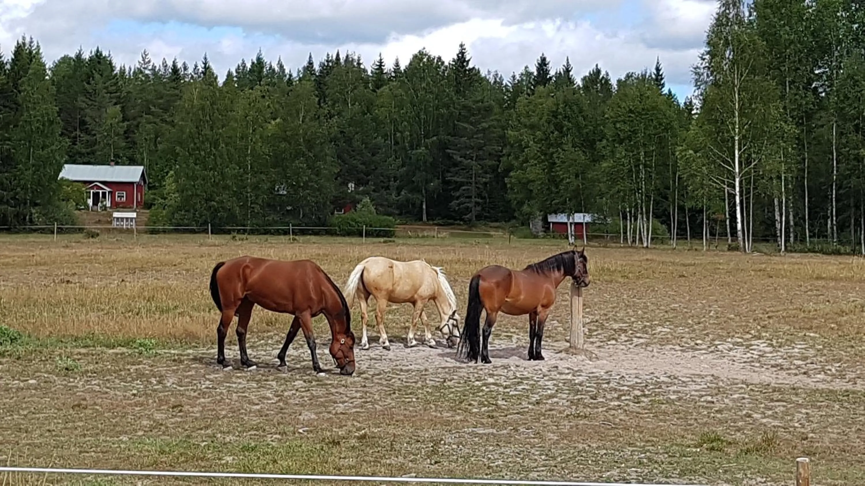 Pets in Stordrågen