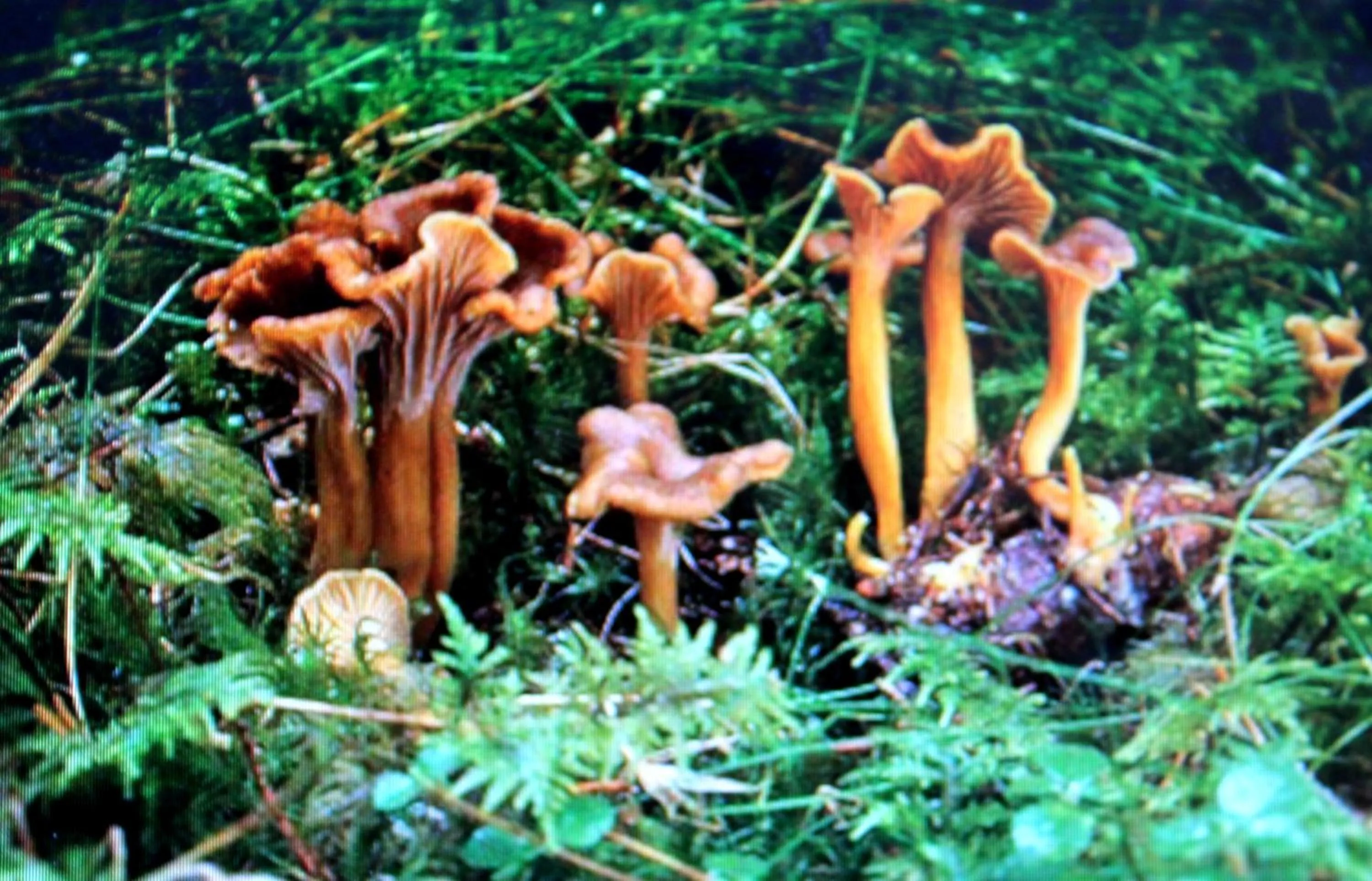 Natural landscape in Stordrågen