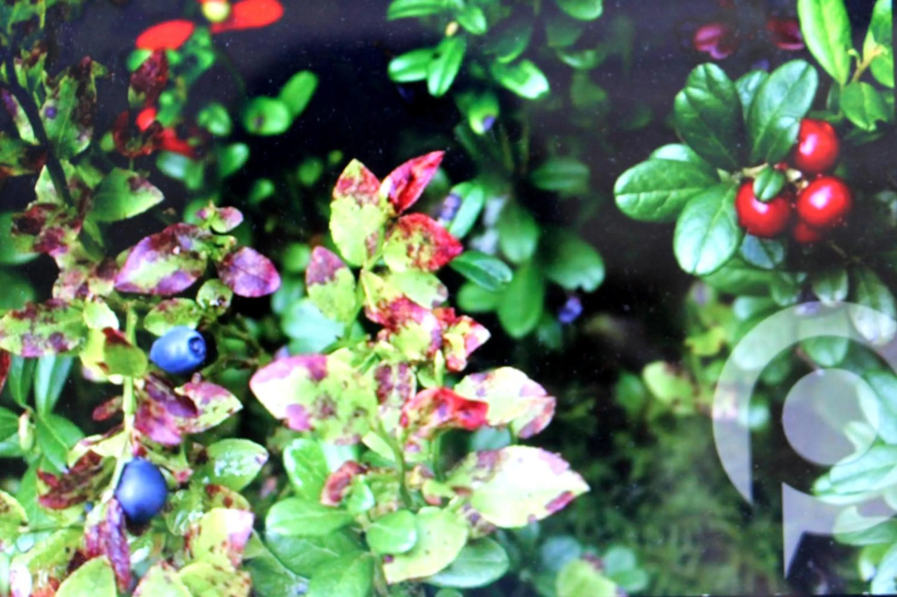 Garden in Stordrågen