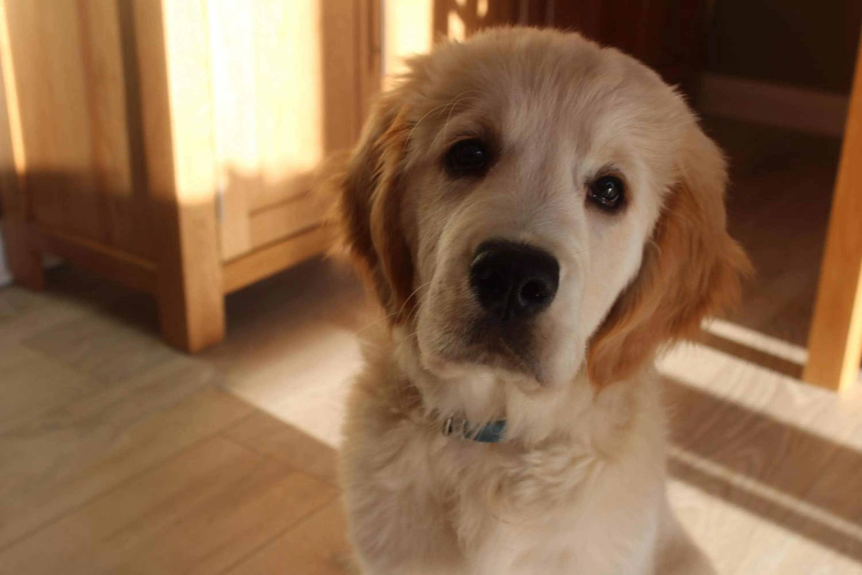 Other in The Swallows