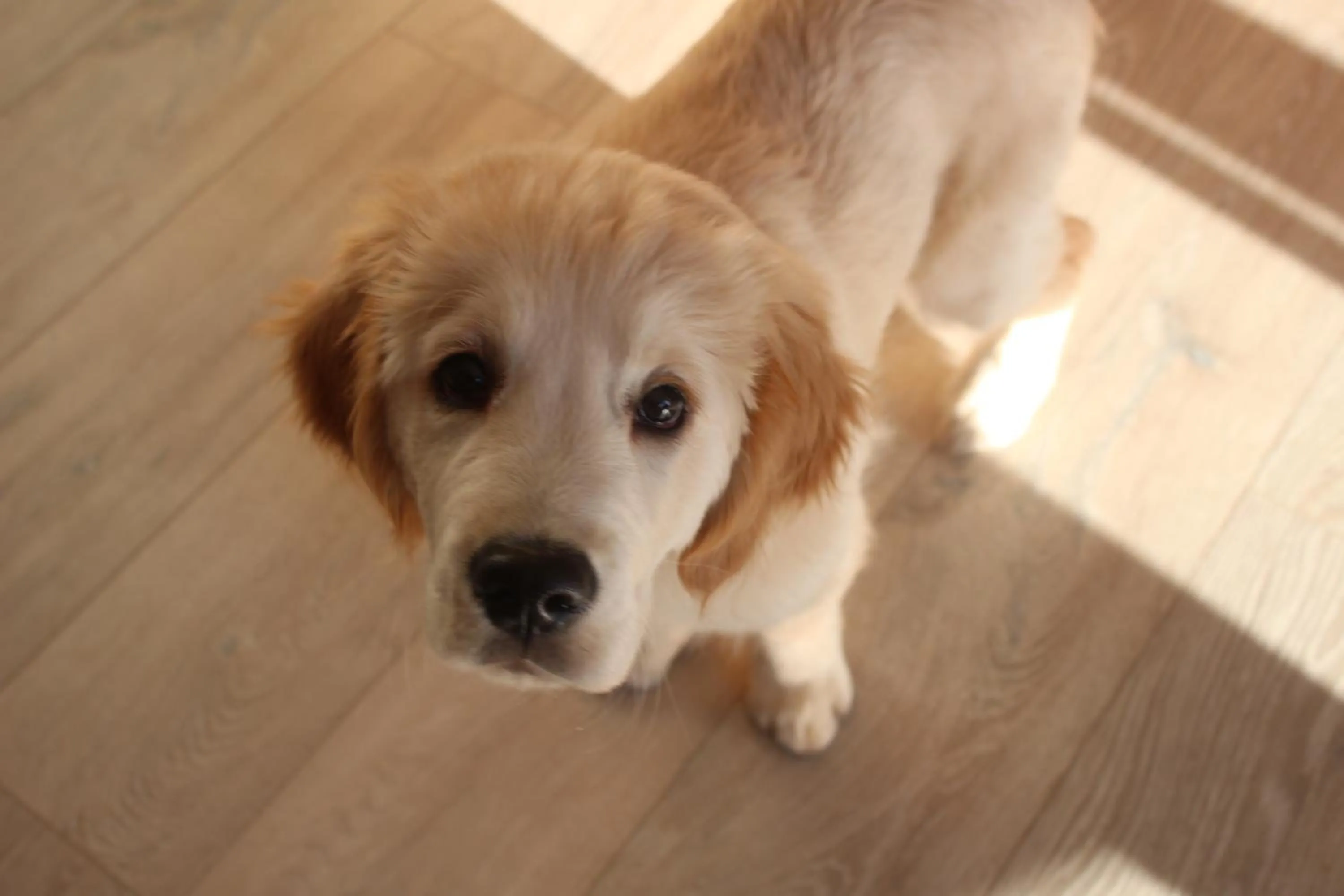 Other in The Swallows