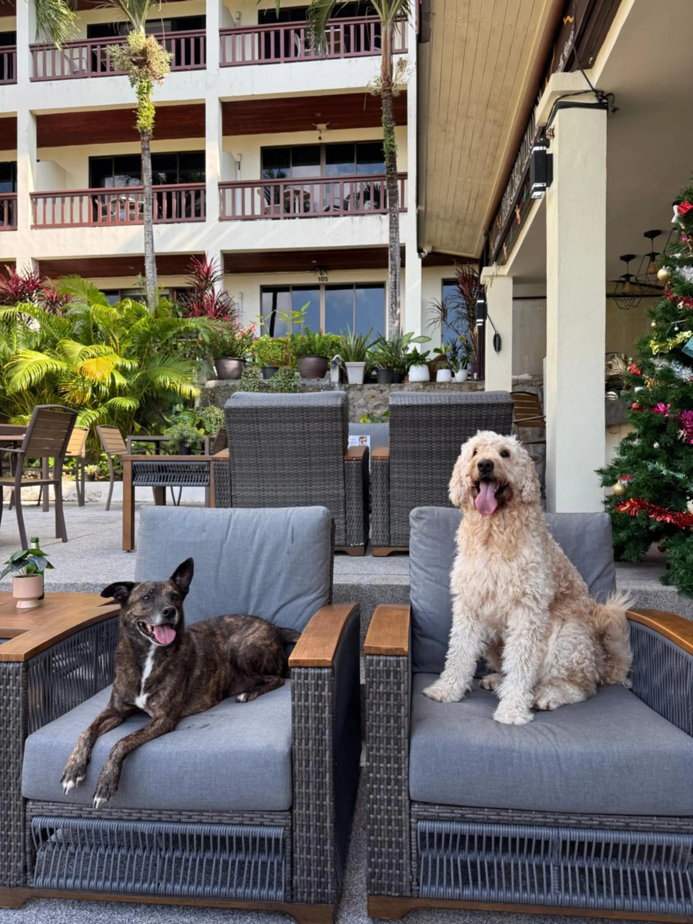 Pets in Sea Hills Resort