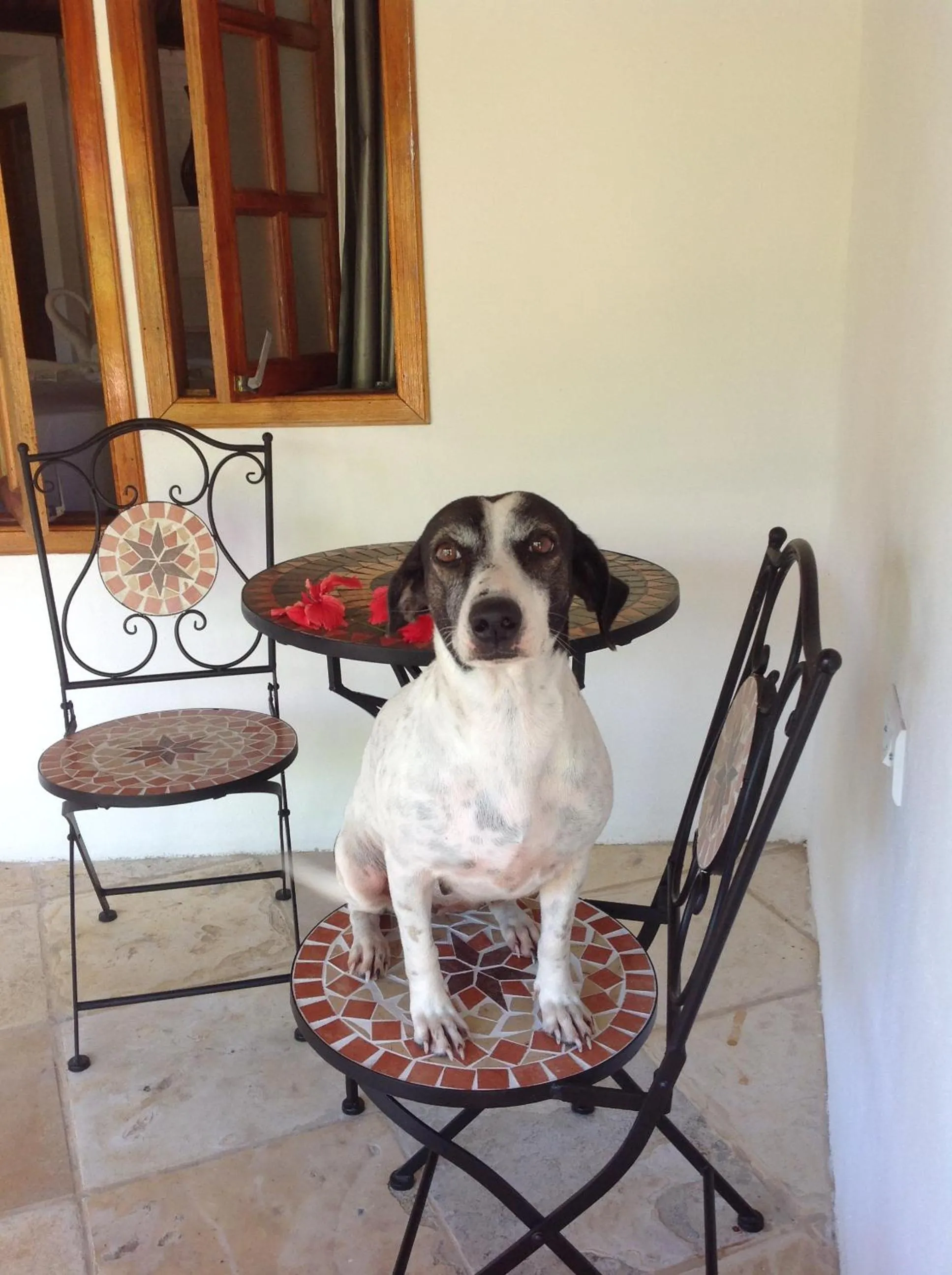Pets in Pousada Villa Caju