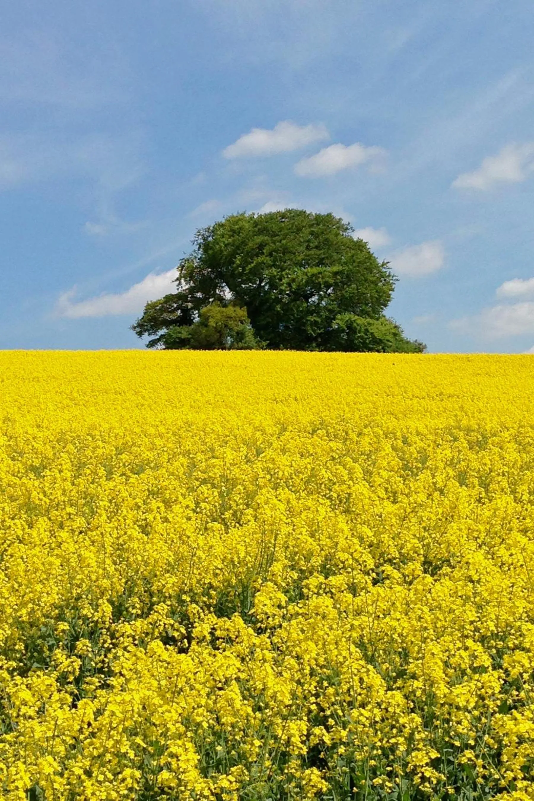 Natural landscape in Manor Farm Courtyard Cottages