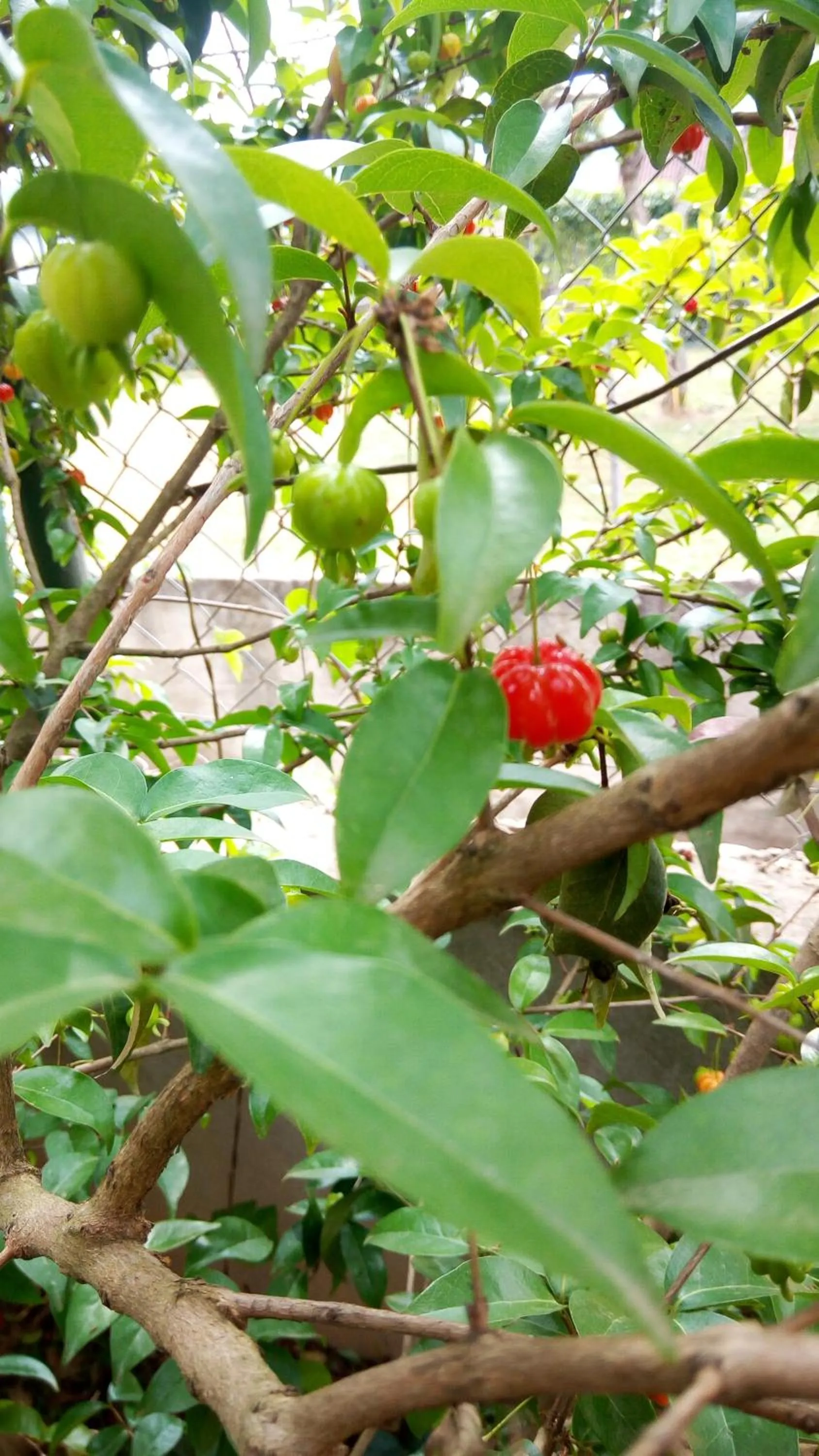 Garden in Pousada TOP Mairiporã