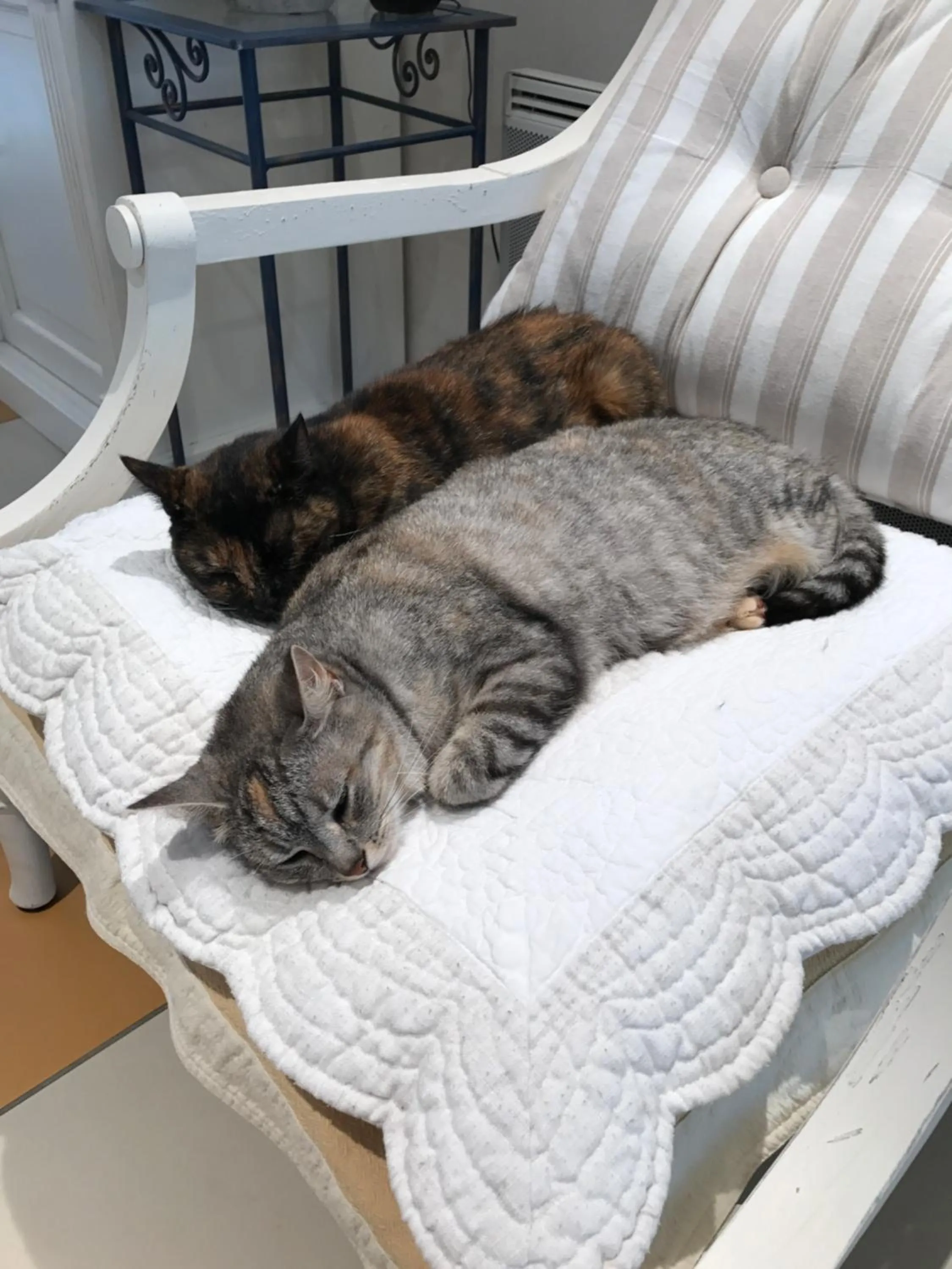Pets in The Corner Noirmoutier