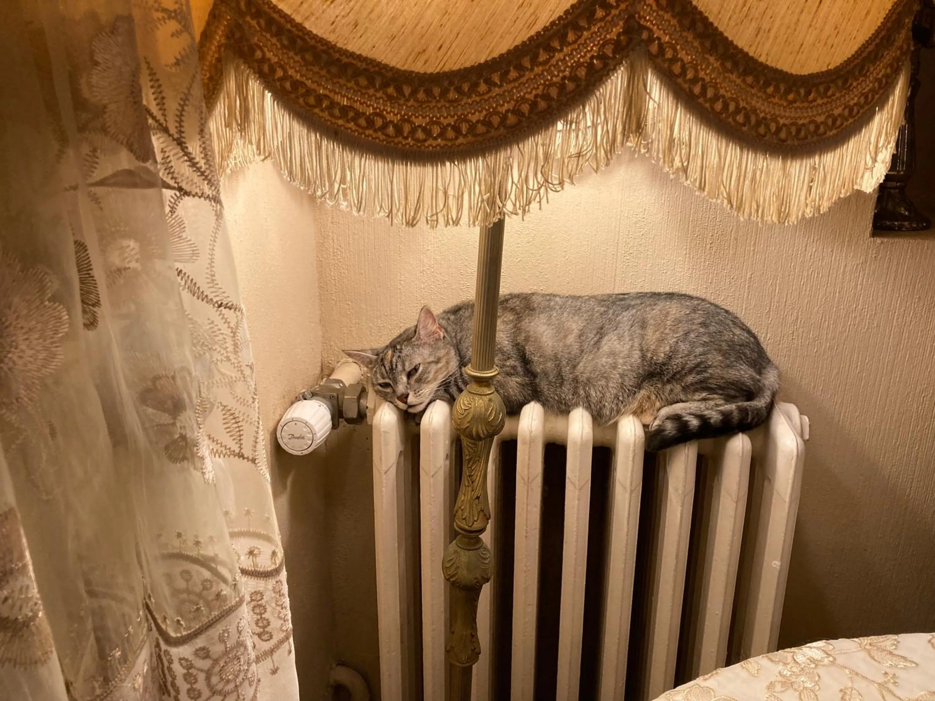 Pets in The Corner Noirmoutier