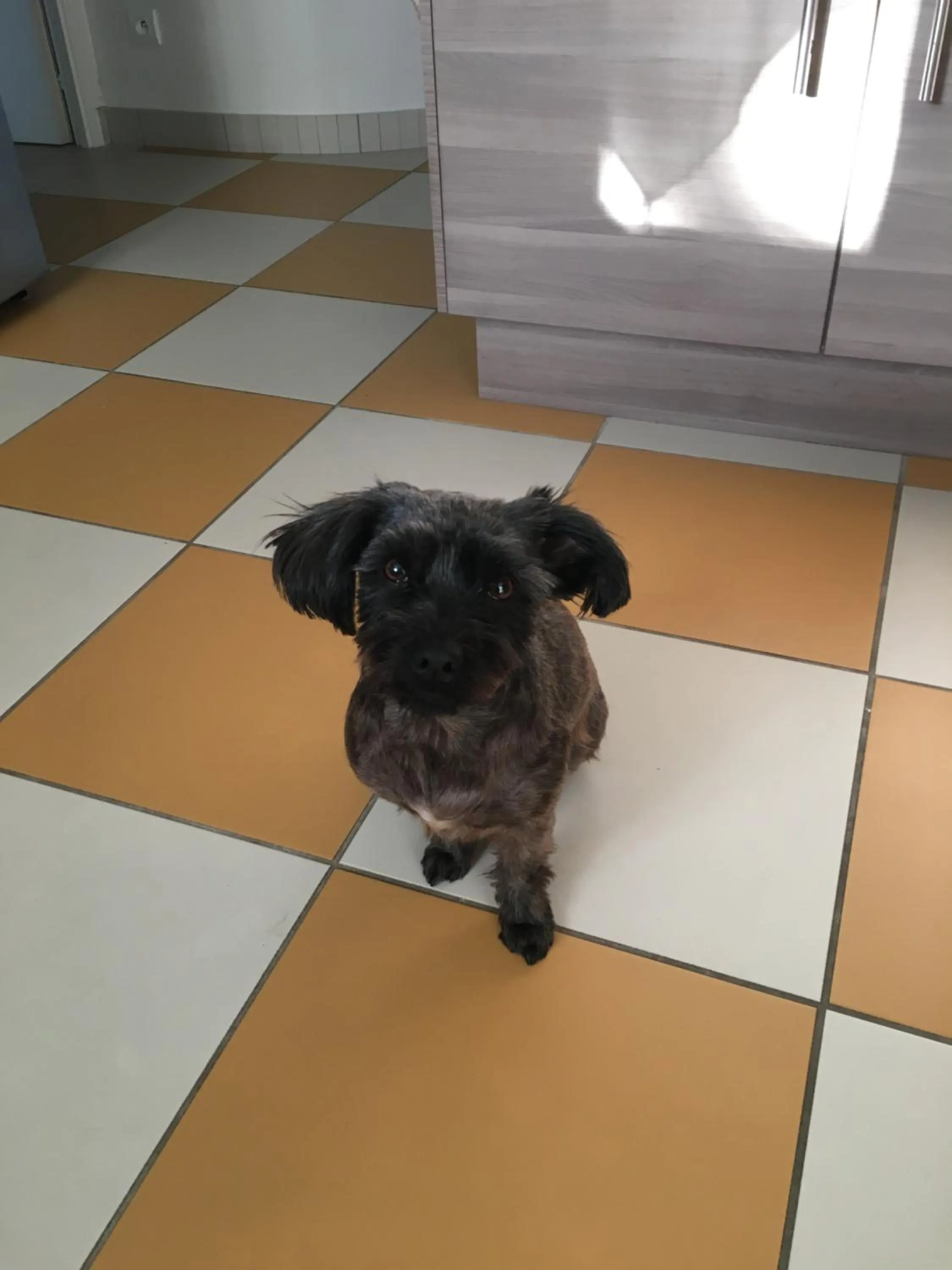 Pets in The Corner Noirmoutier