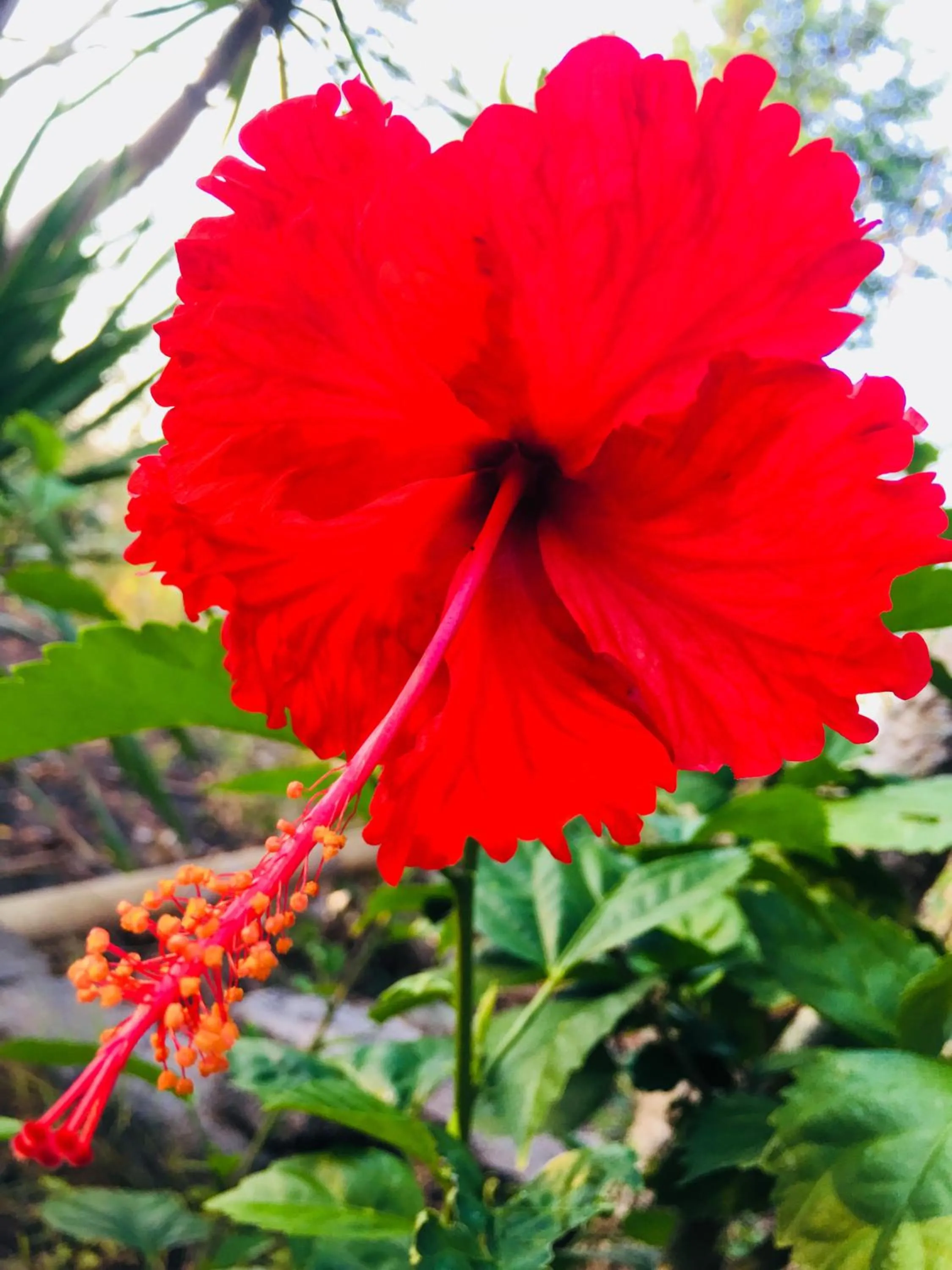 Garden in El Homestay Bali
