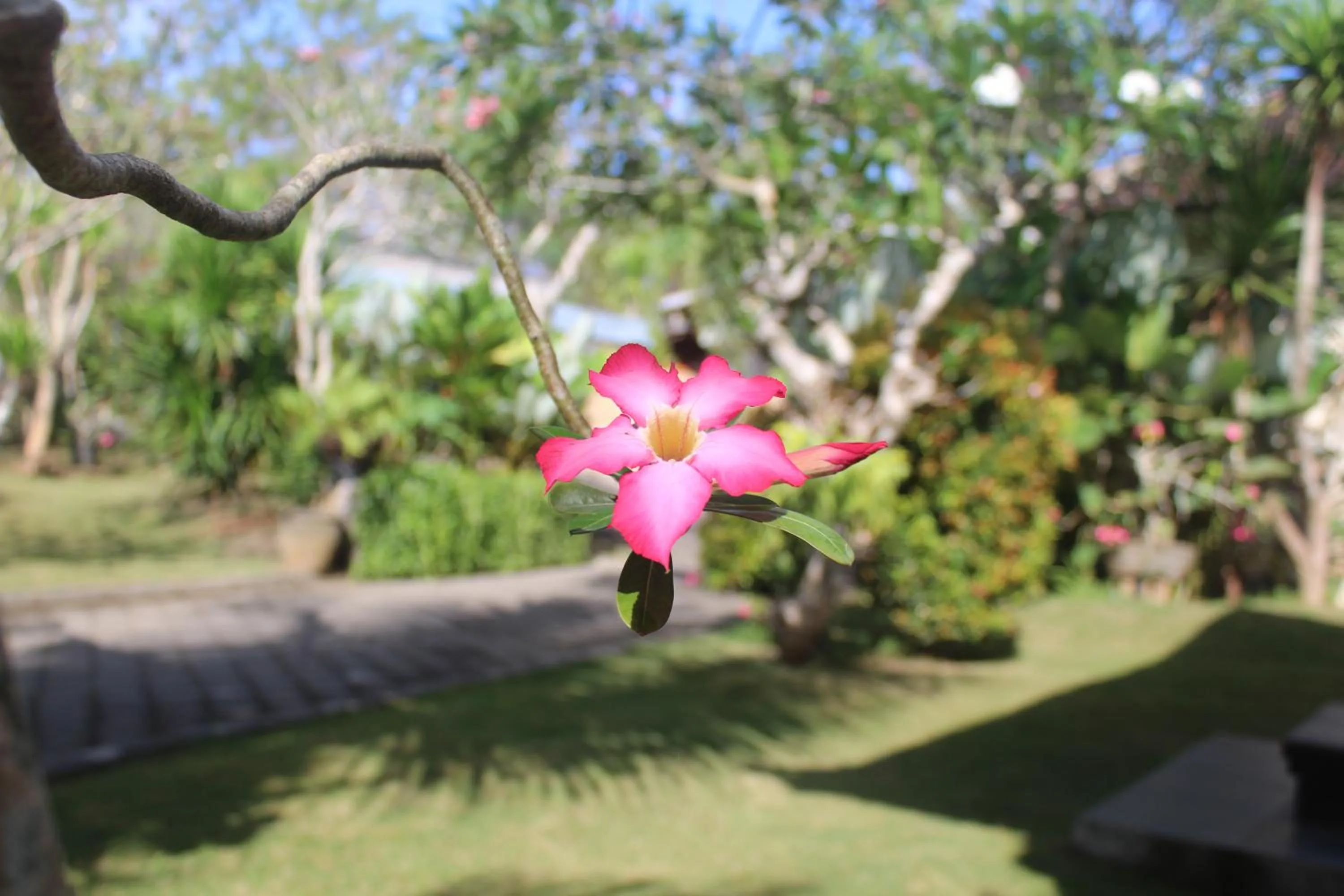 Garden in El Homestay Bali